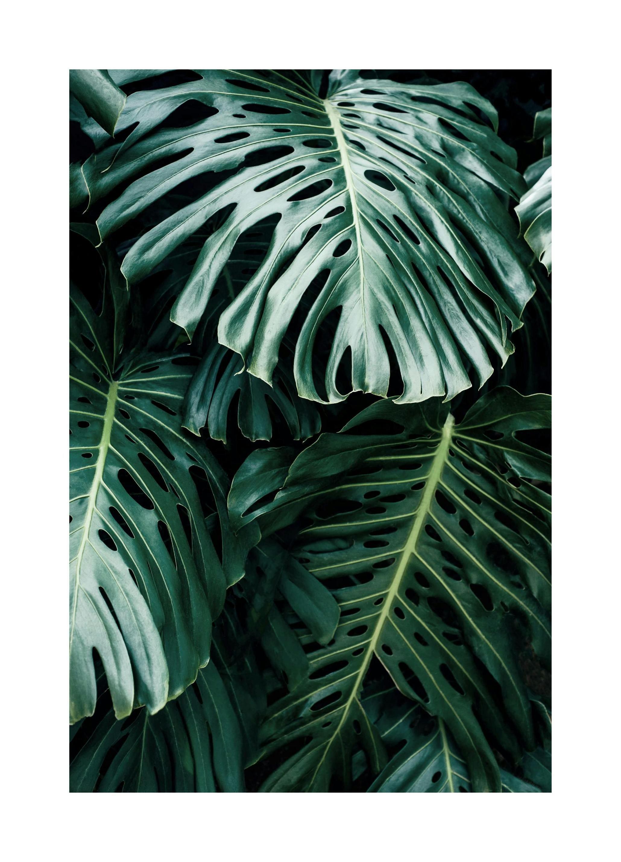Mørk Monstera Poster (30x40 cm) - Poster Store