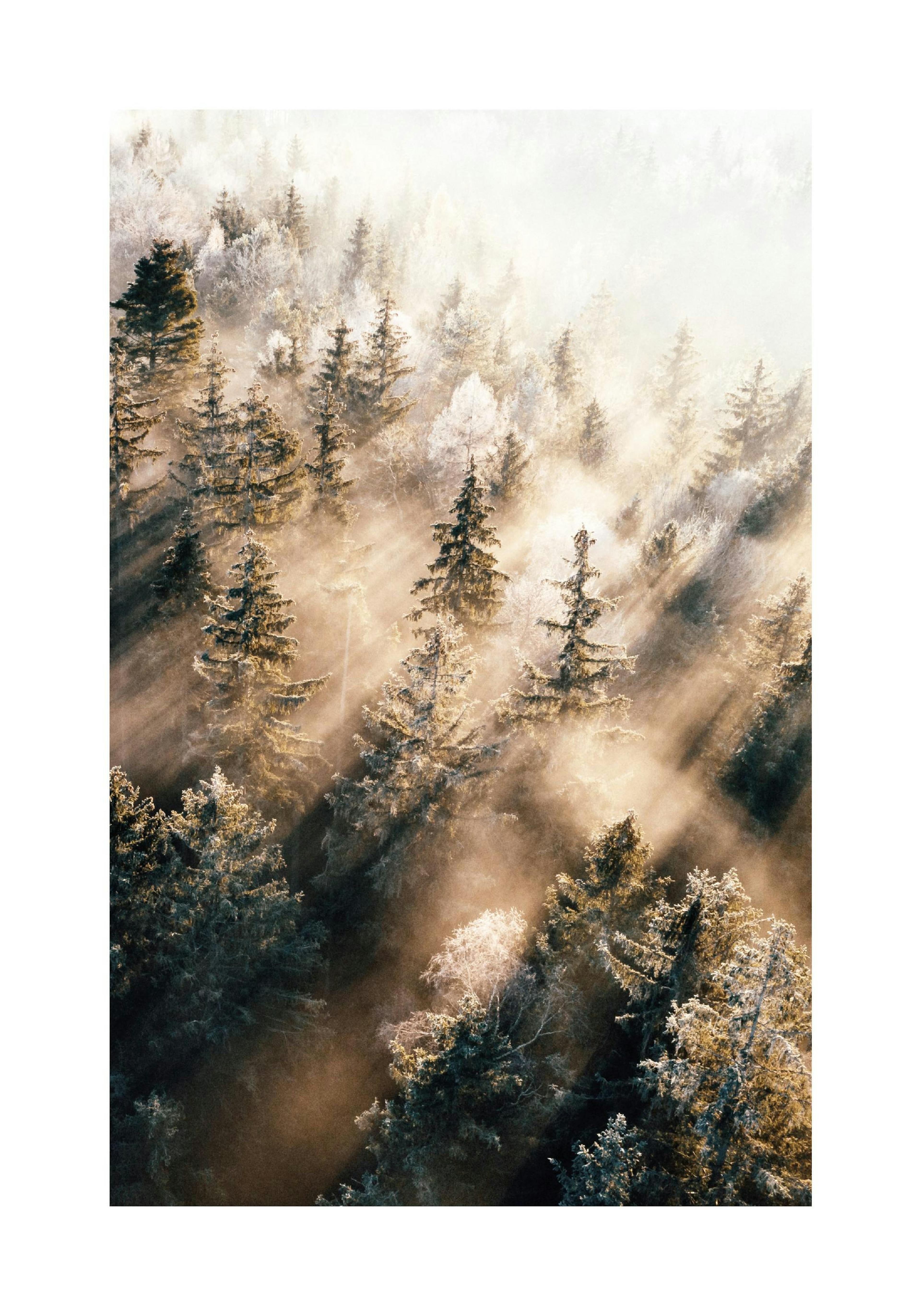 Nebliger Wald bei Sonnenaufgang Poster thumbnail
