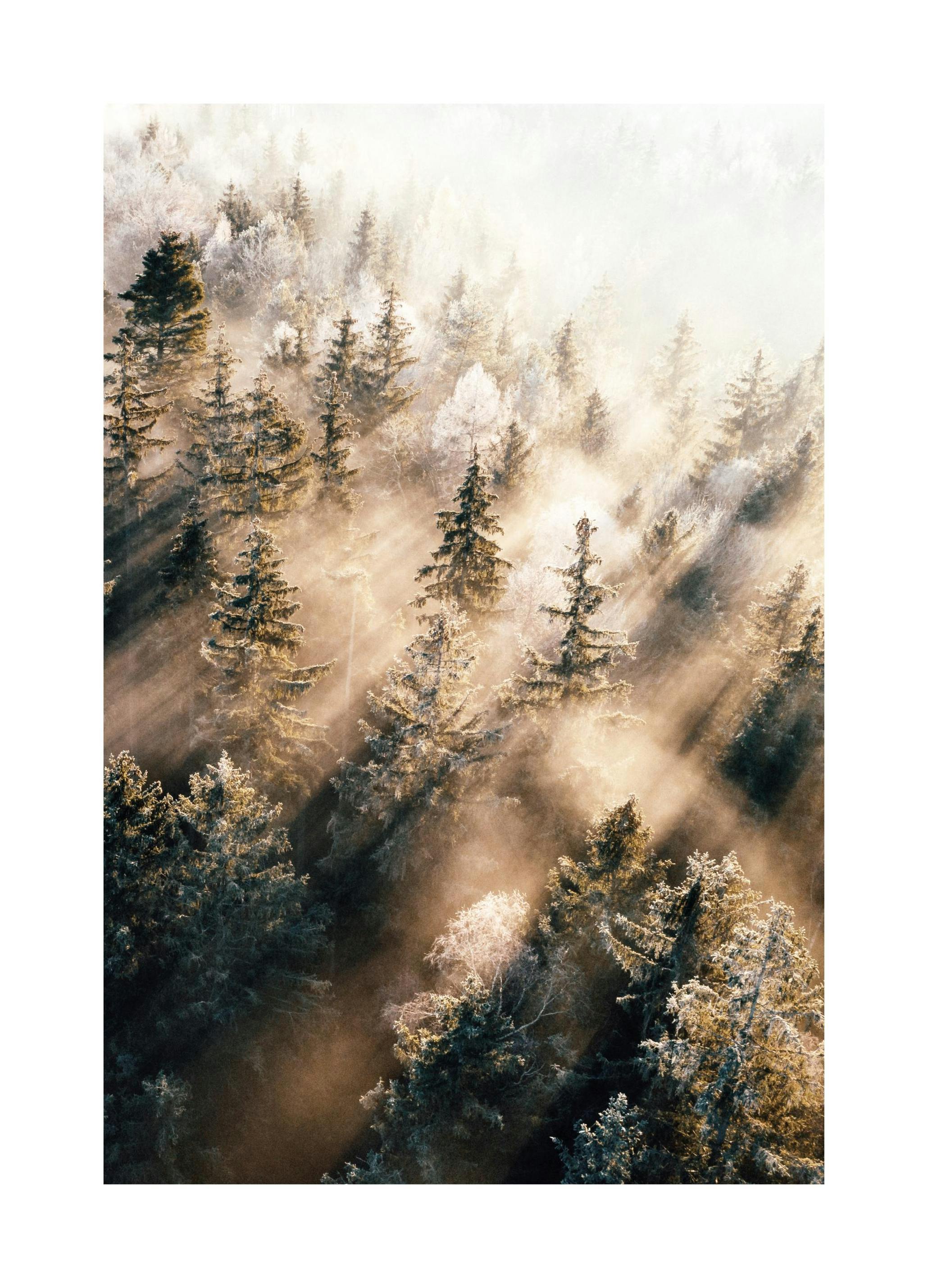 Nevelig bos bij zonsopgang Poster (21x30 cm) - Poster Store