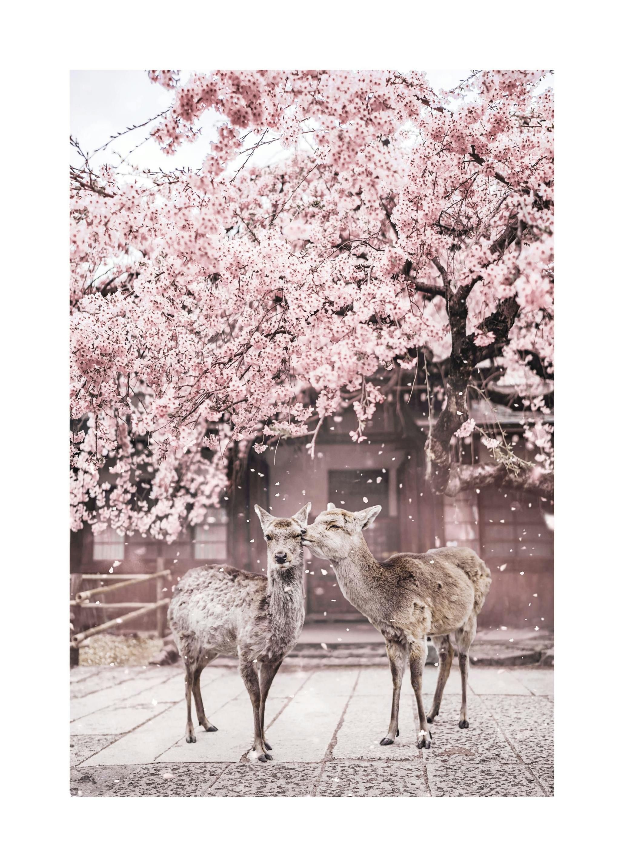 Verliefde herten poster (21x30 cm) - Poster Store