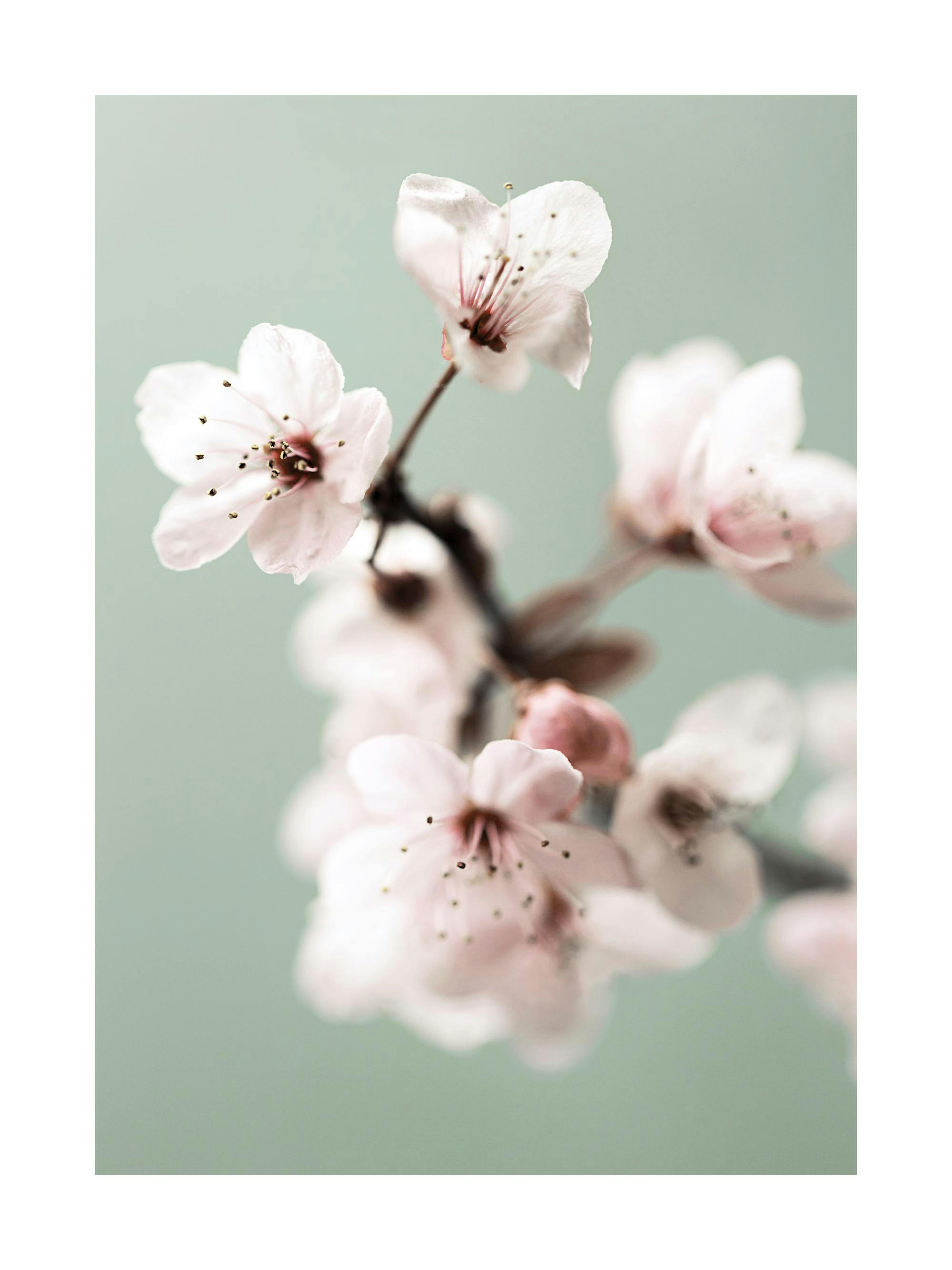 Cherry Flower Poster 0