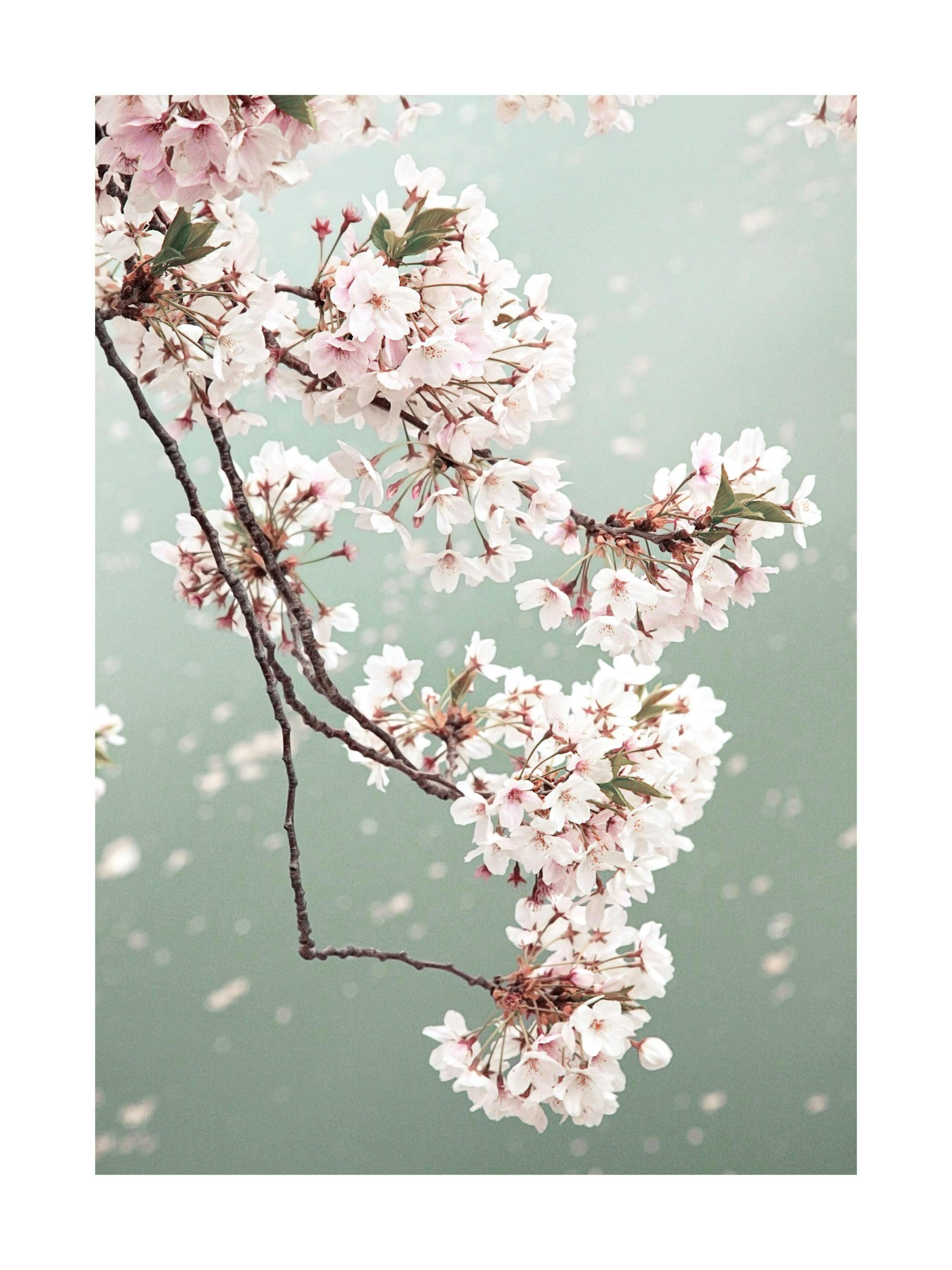 Kirschblüten Poster 0