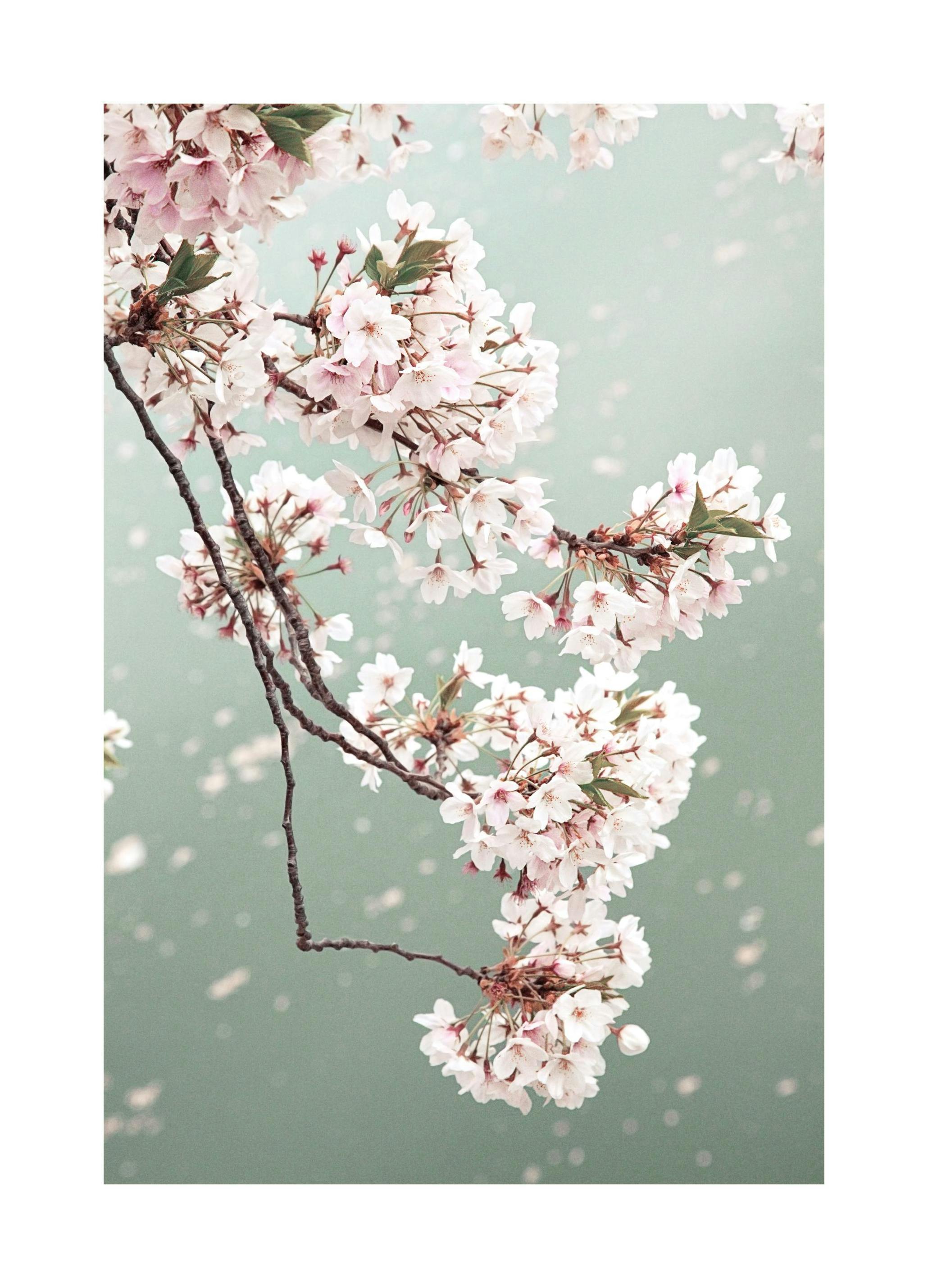 Kirsebærblomster Poster (21x30 cm) - Poster Store
