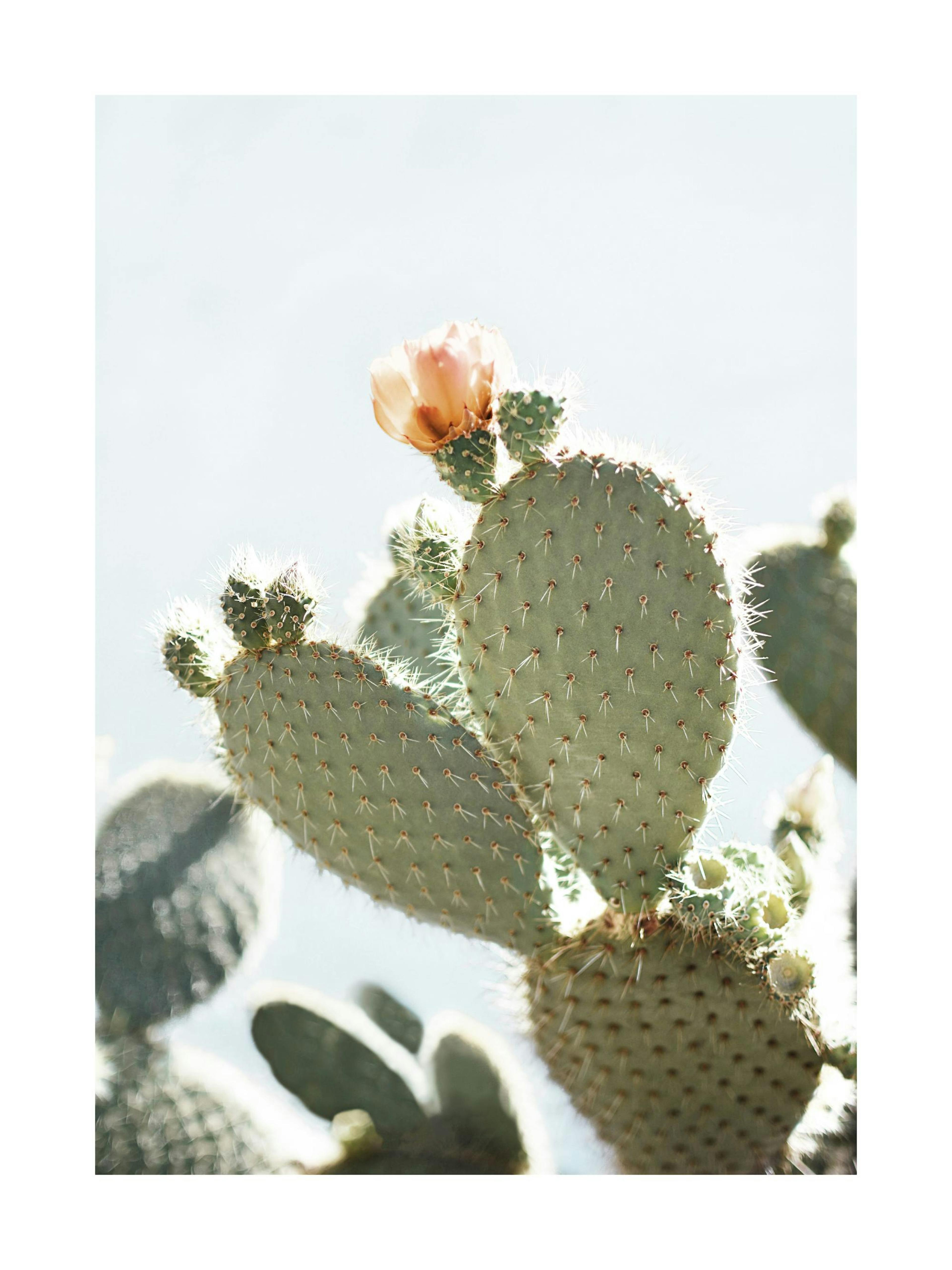 Orange Cactus Flower Poster thumbnail