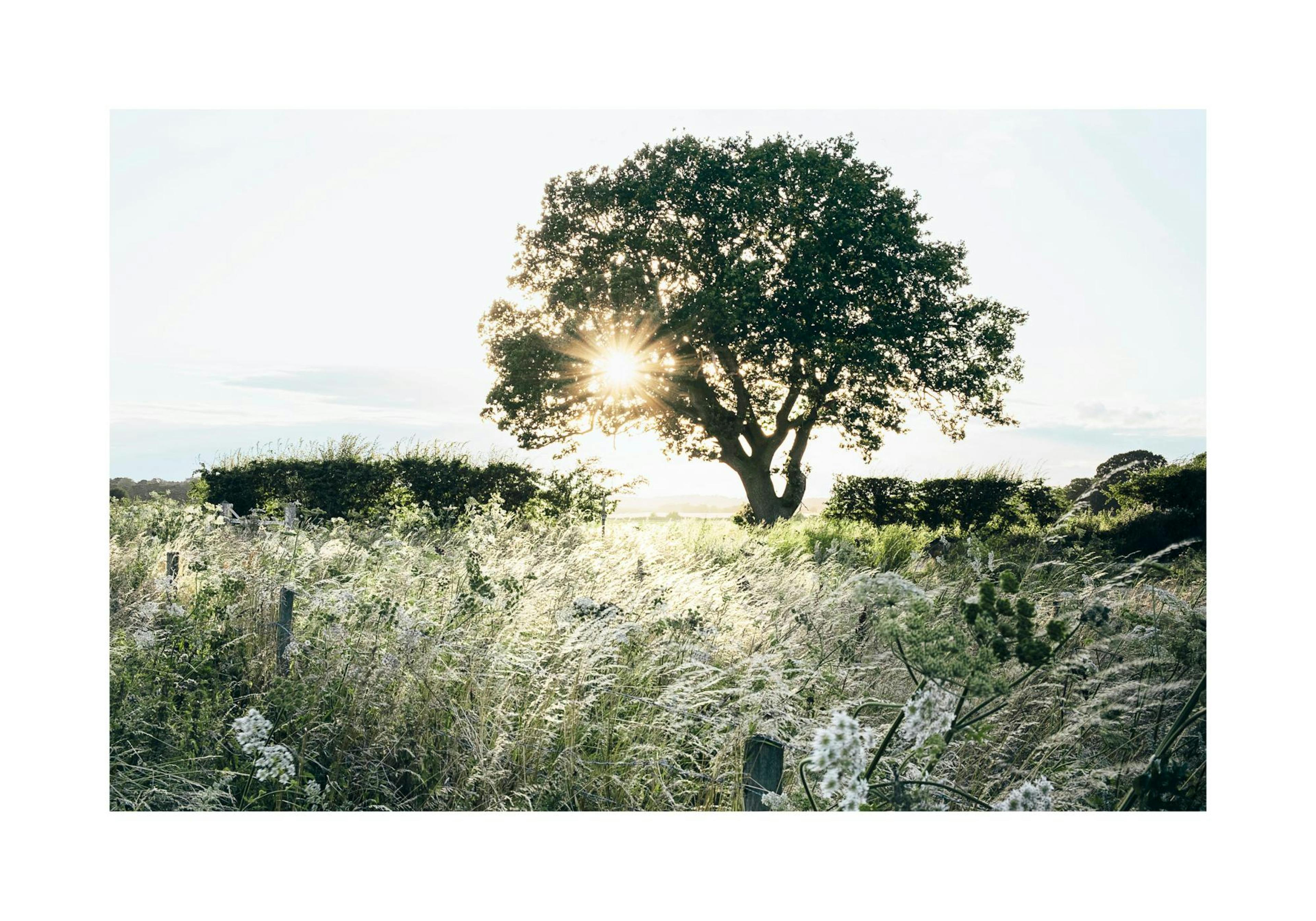 Sunset Behind Tree Poster thumbnail