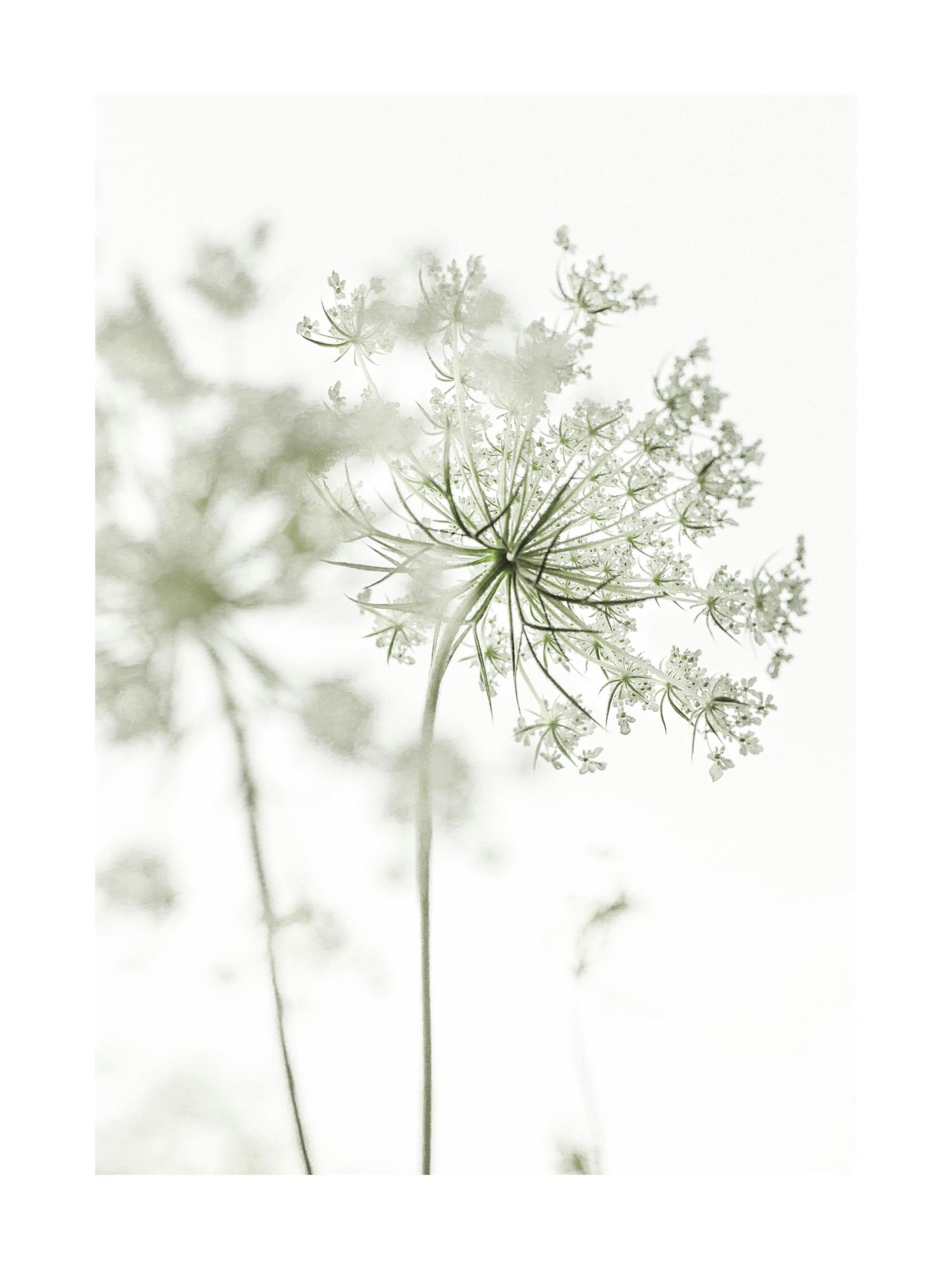 Zarte weiße Blumen Poster 0