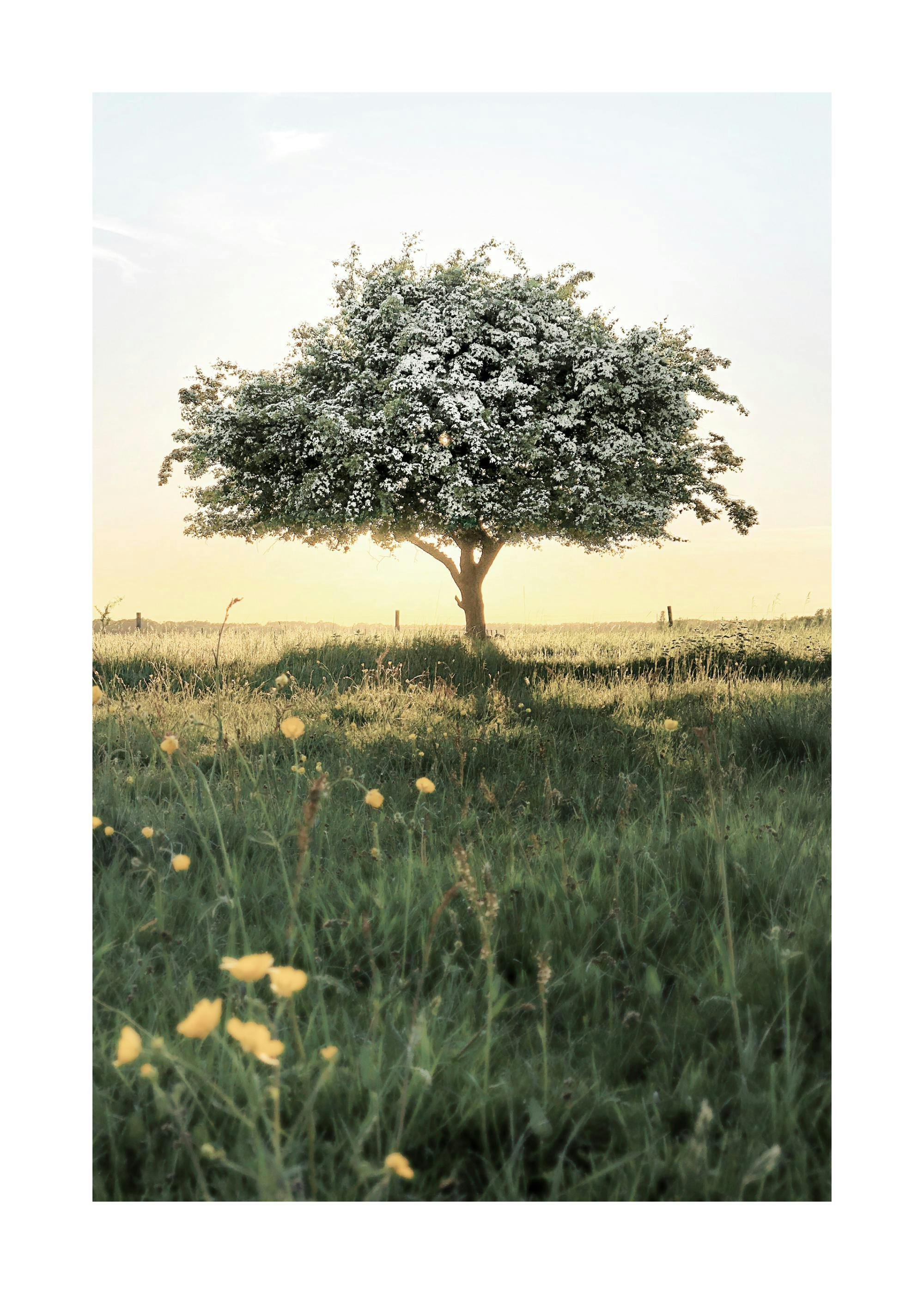 Blooming Tree Poster 0