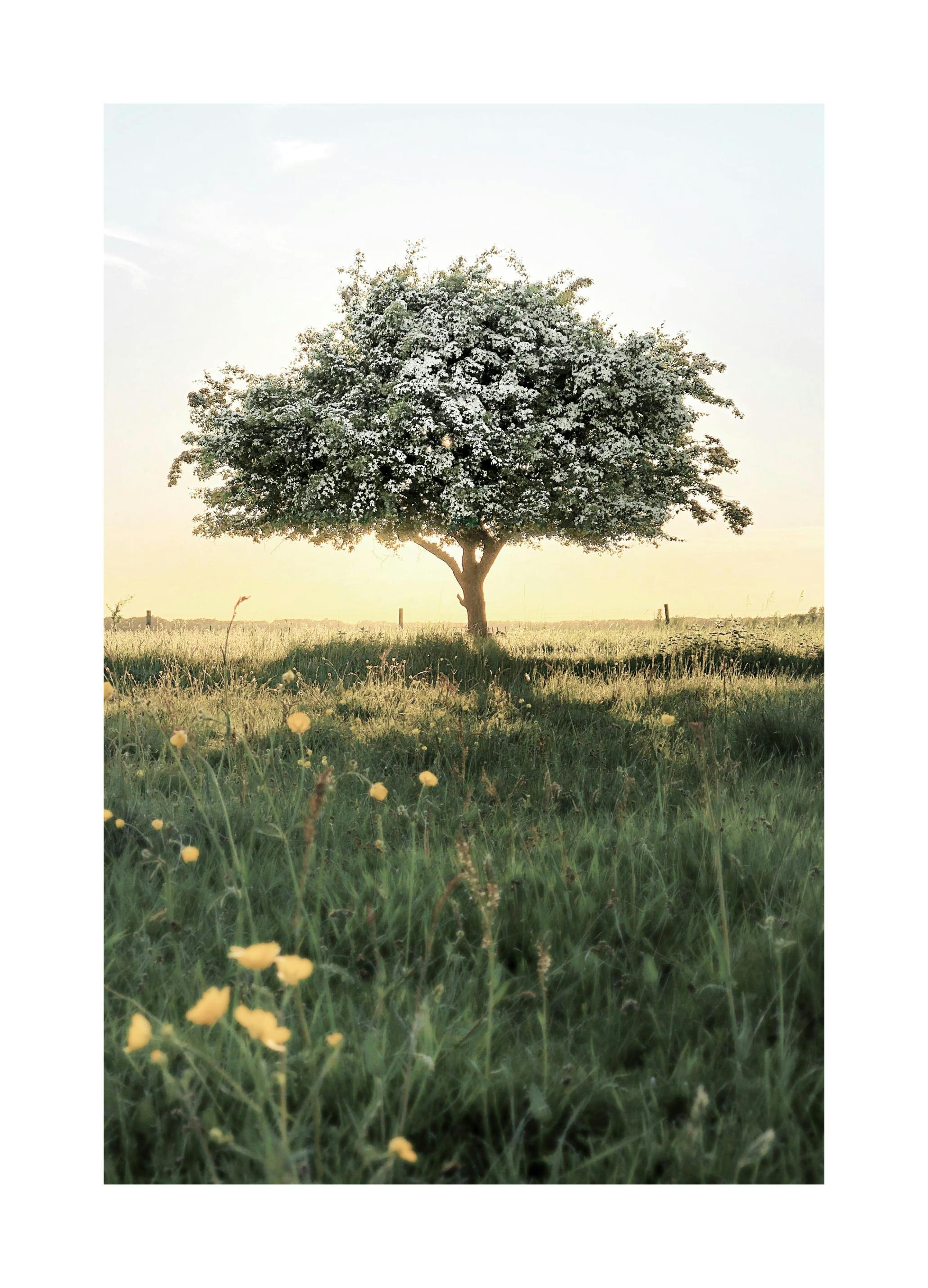 Blommande Träd Poster (30x40 cm) - Poster Store