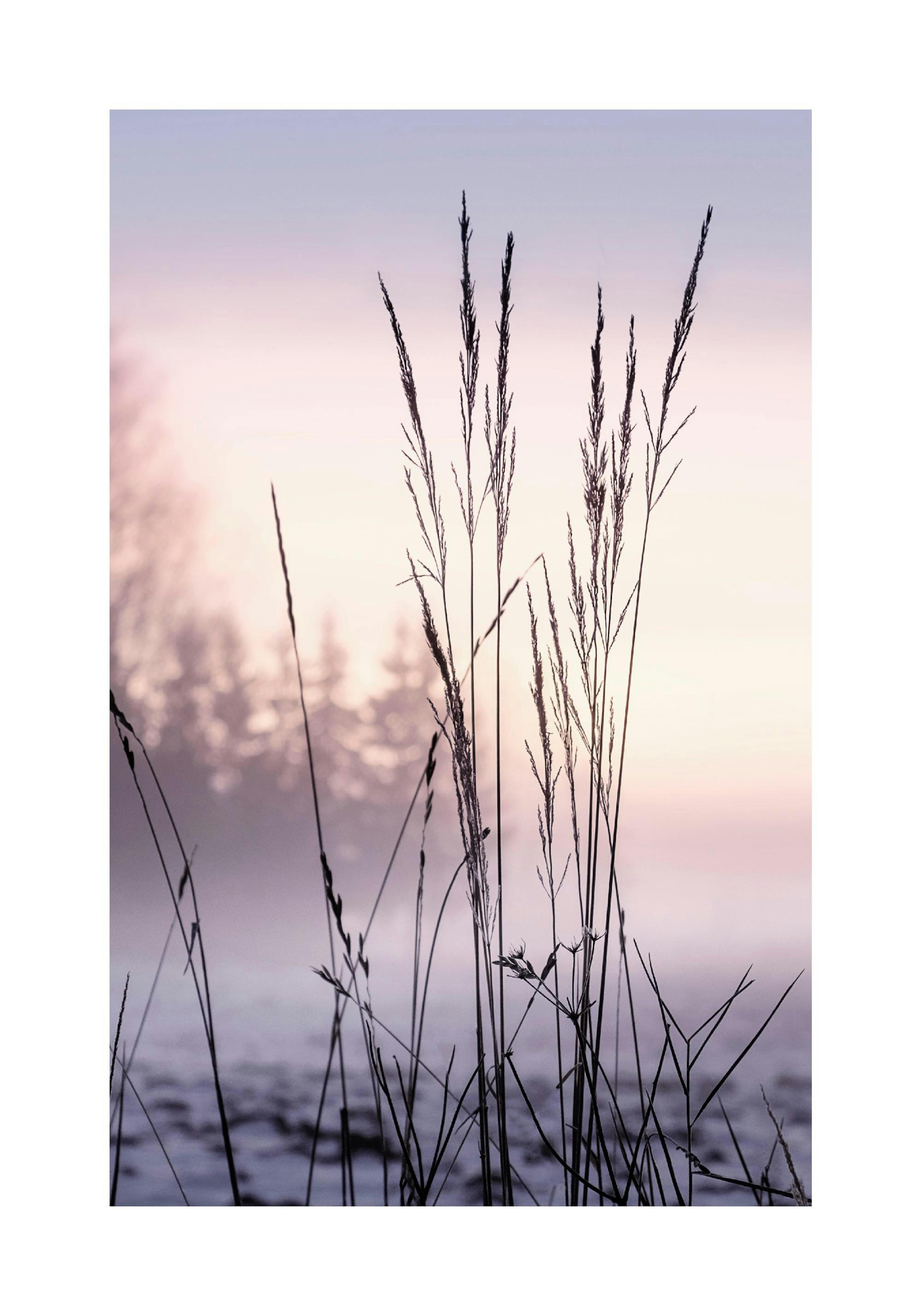 Grass in Sunset Poster thumbnail