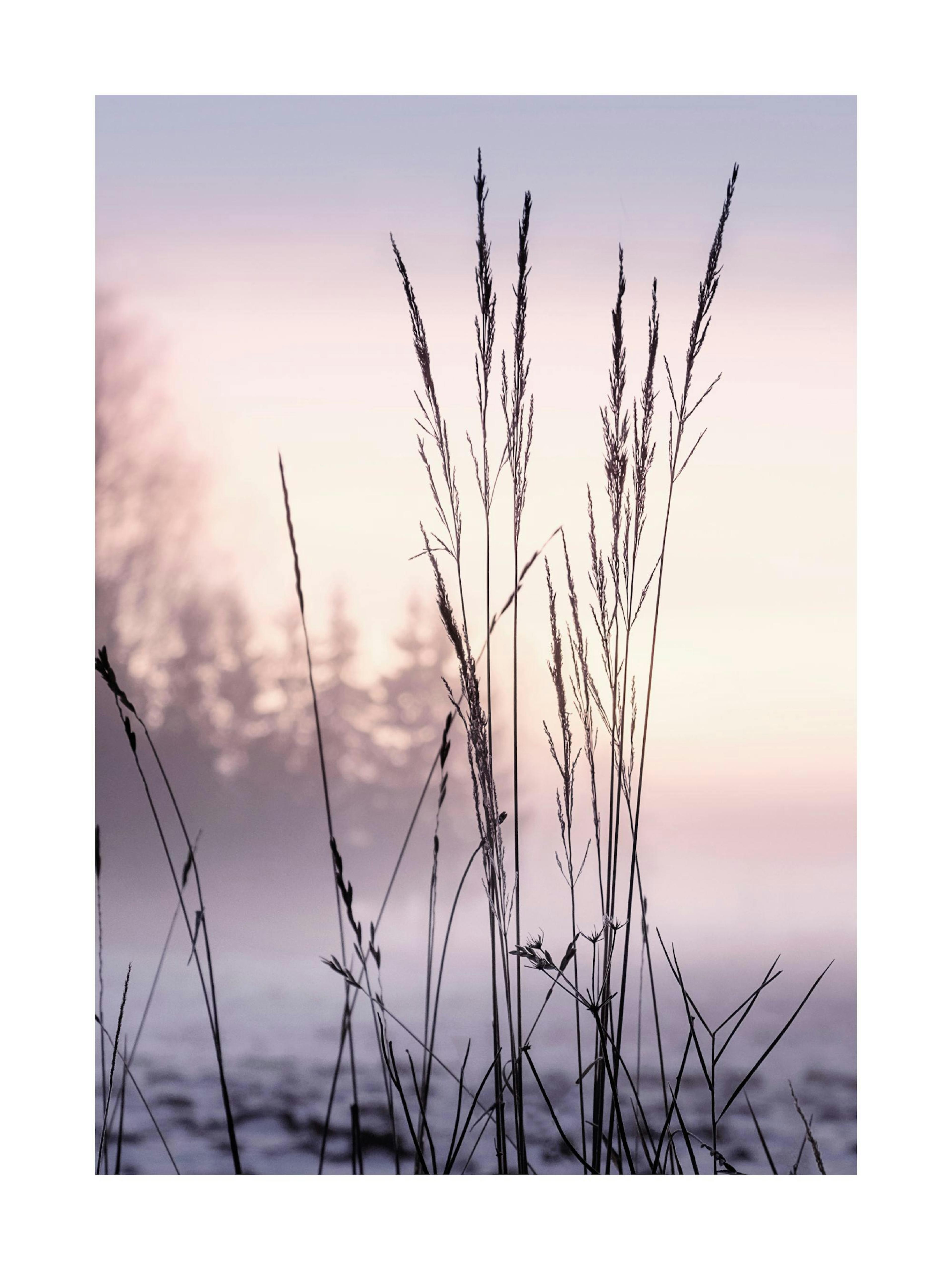 Grass in Sunset Poster thumbnail