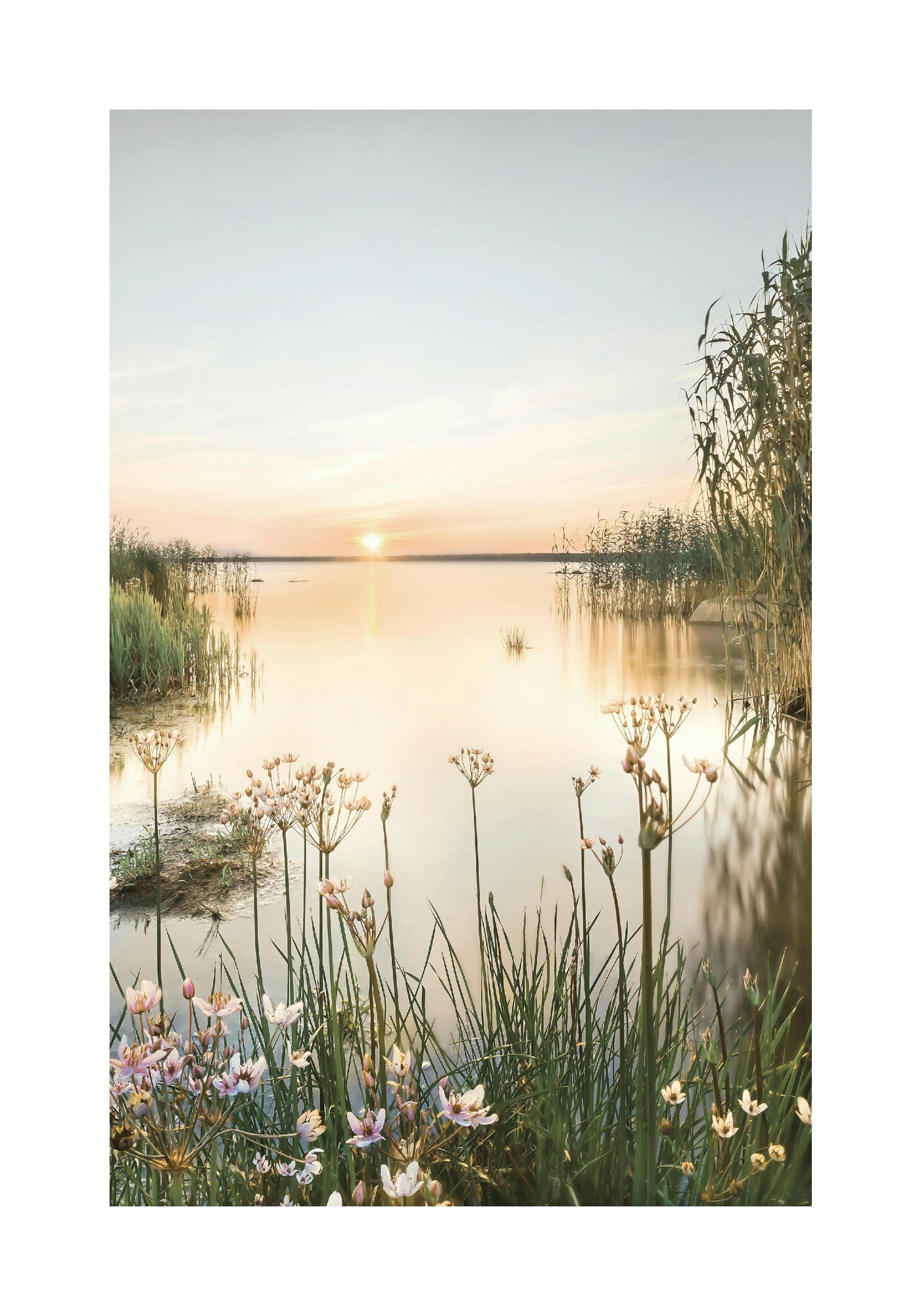 Summer Dawn Poster thumbnail