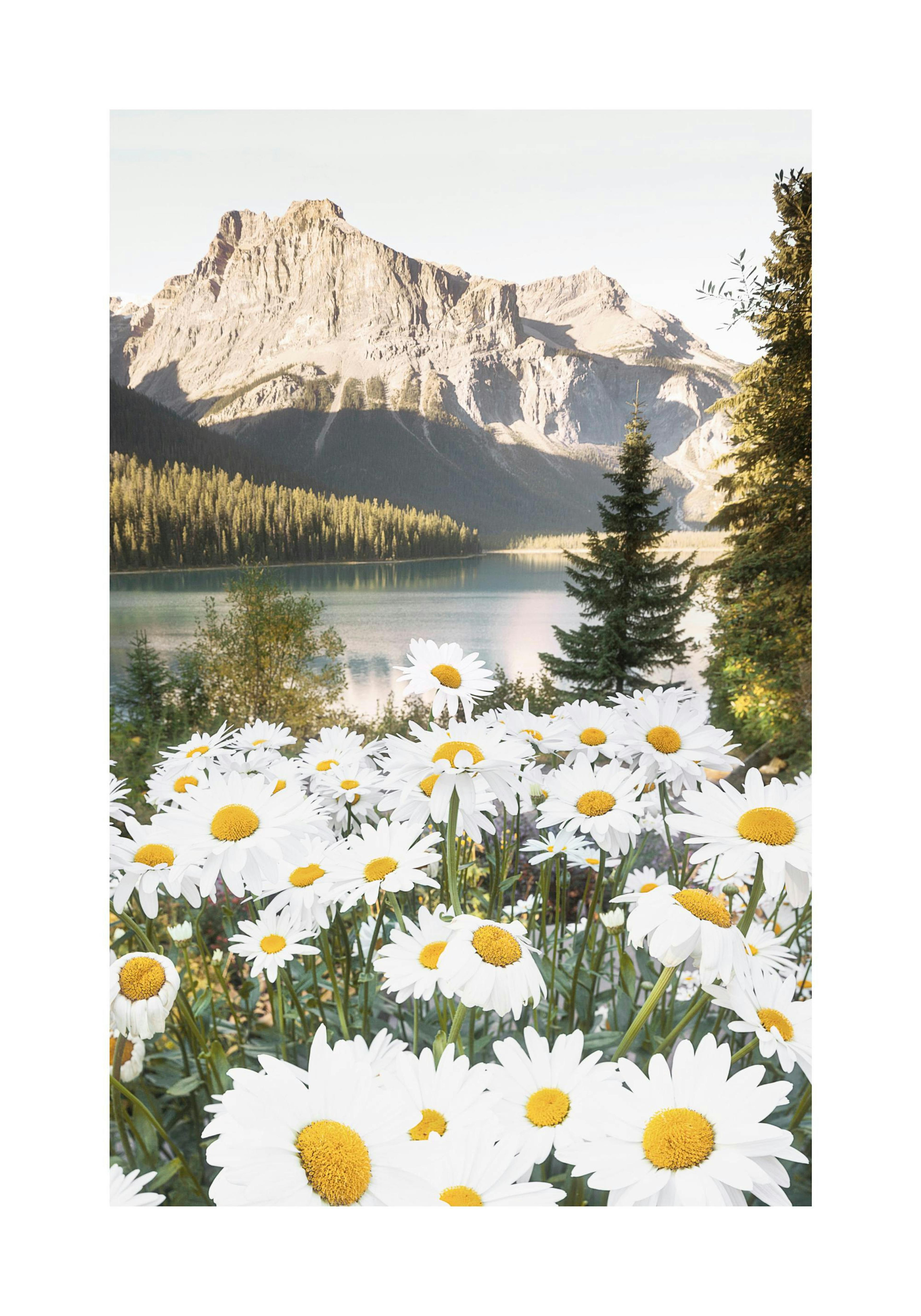 Fleurs de Montagne Poster thumbnail