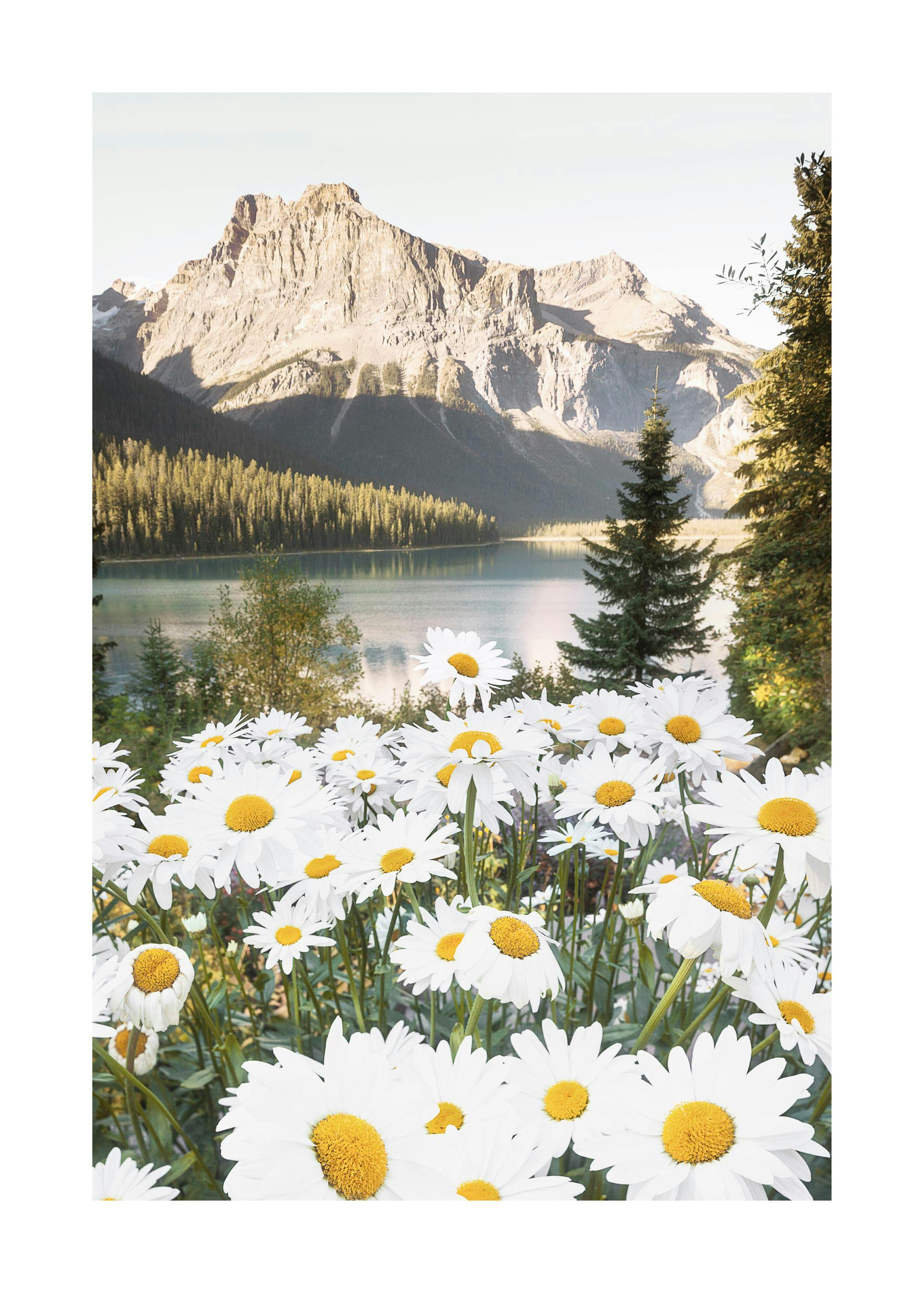 Mountain Flowers Poster 0