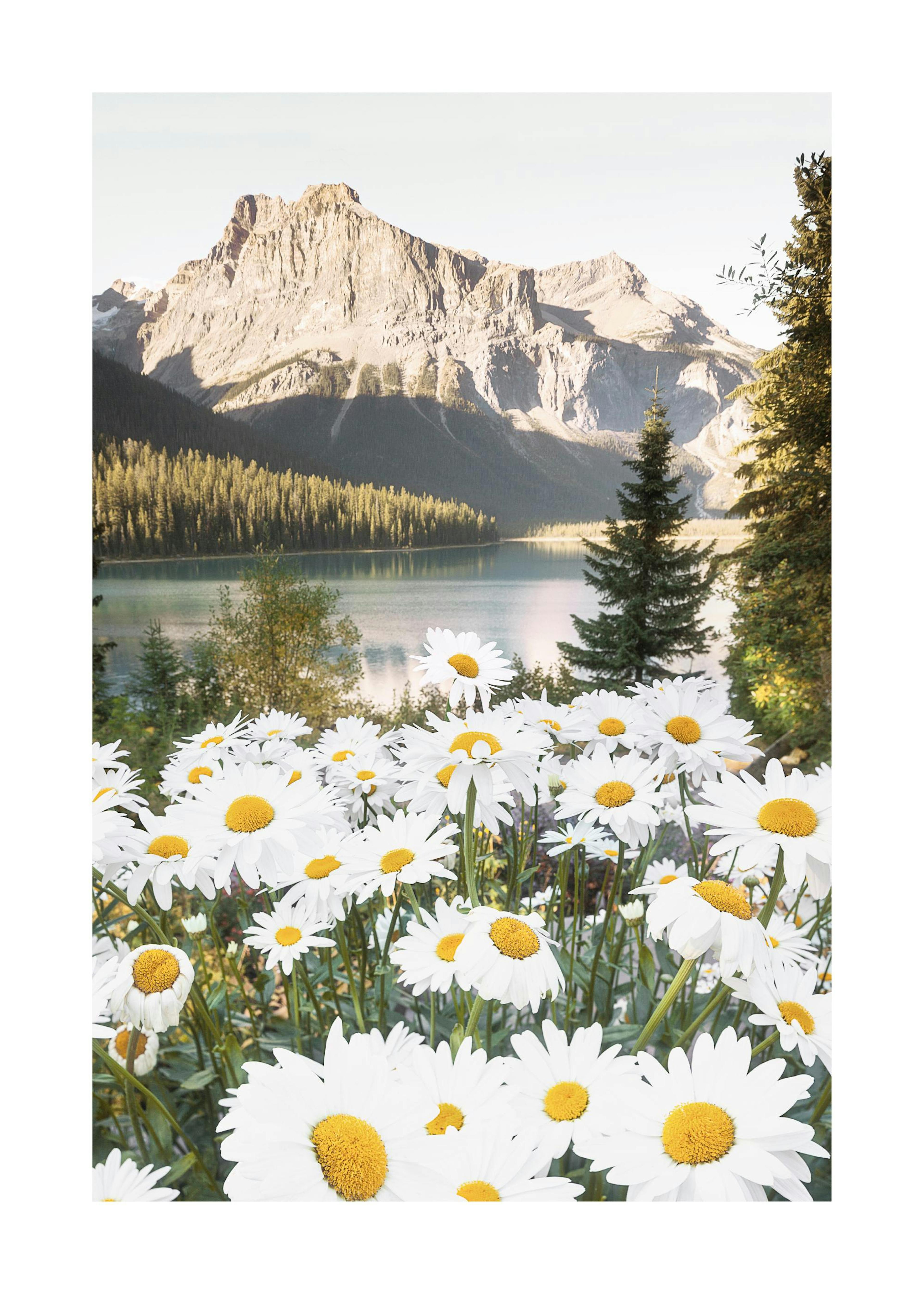 Mountain Flowers Poster 0