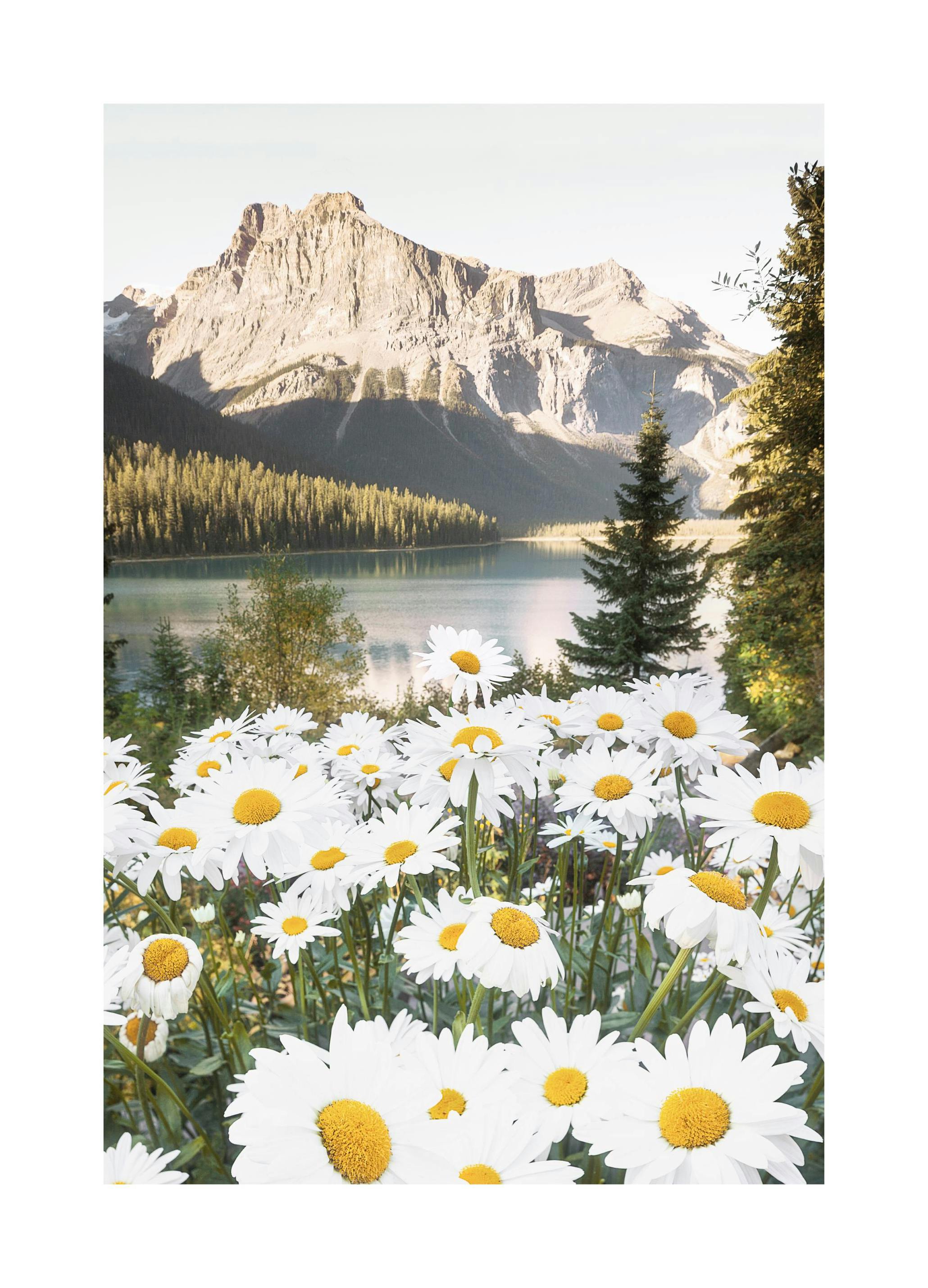 Berg bloemen poster (21x30 cm) - Poster Store