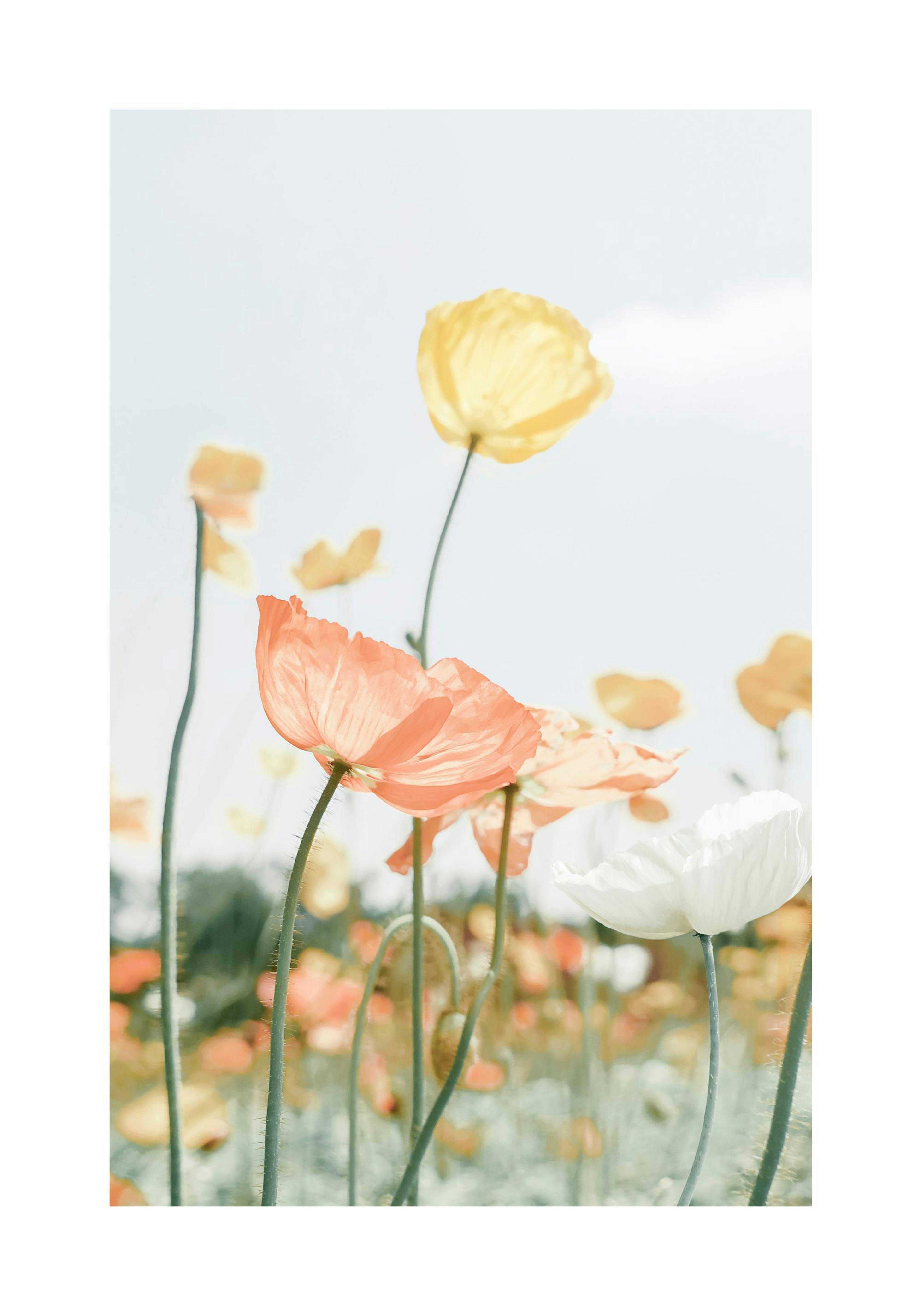 Poppy Poster thumbnail