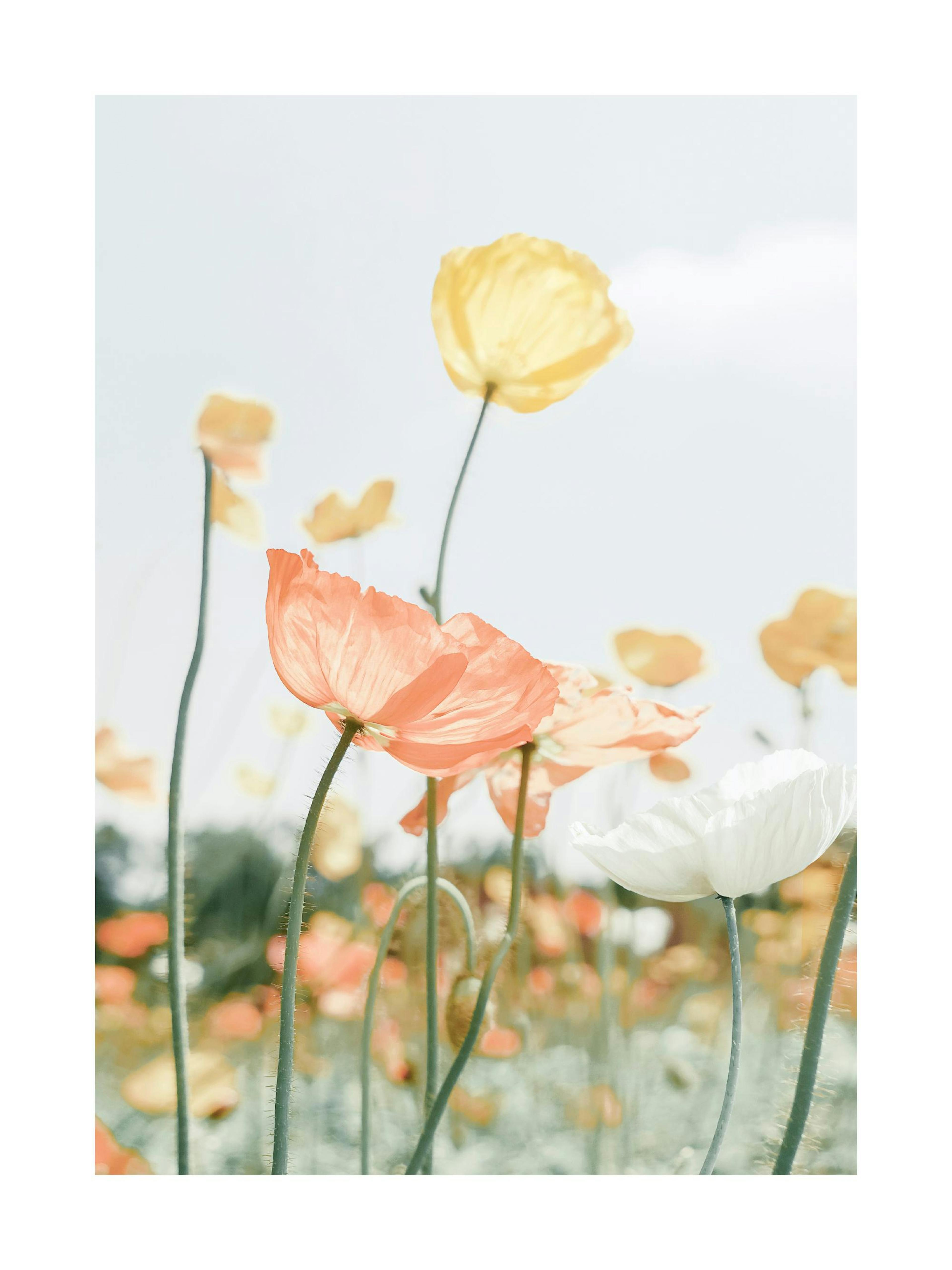 Poppy Poster thumbnail