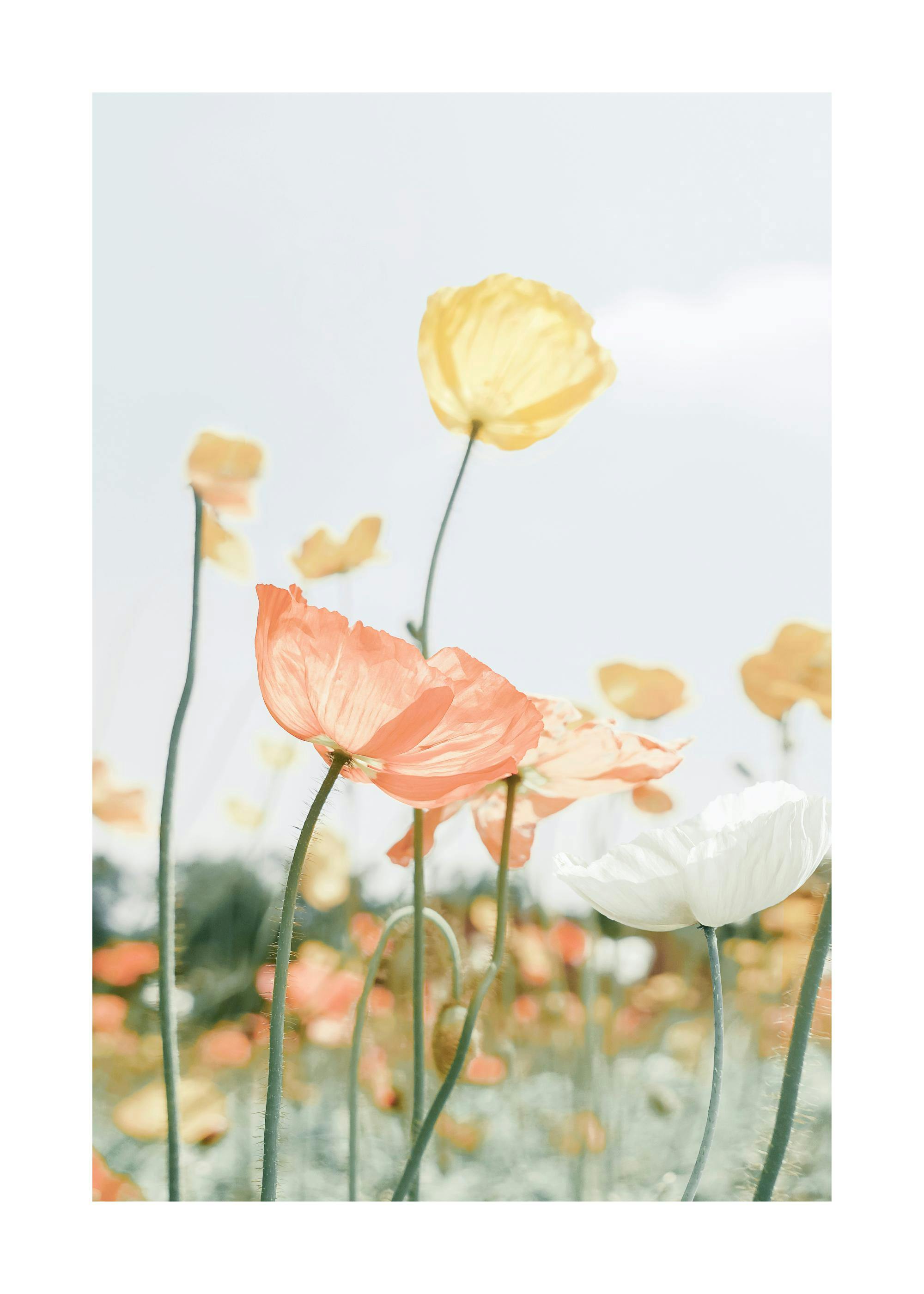 Poppy Poster 0