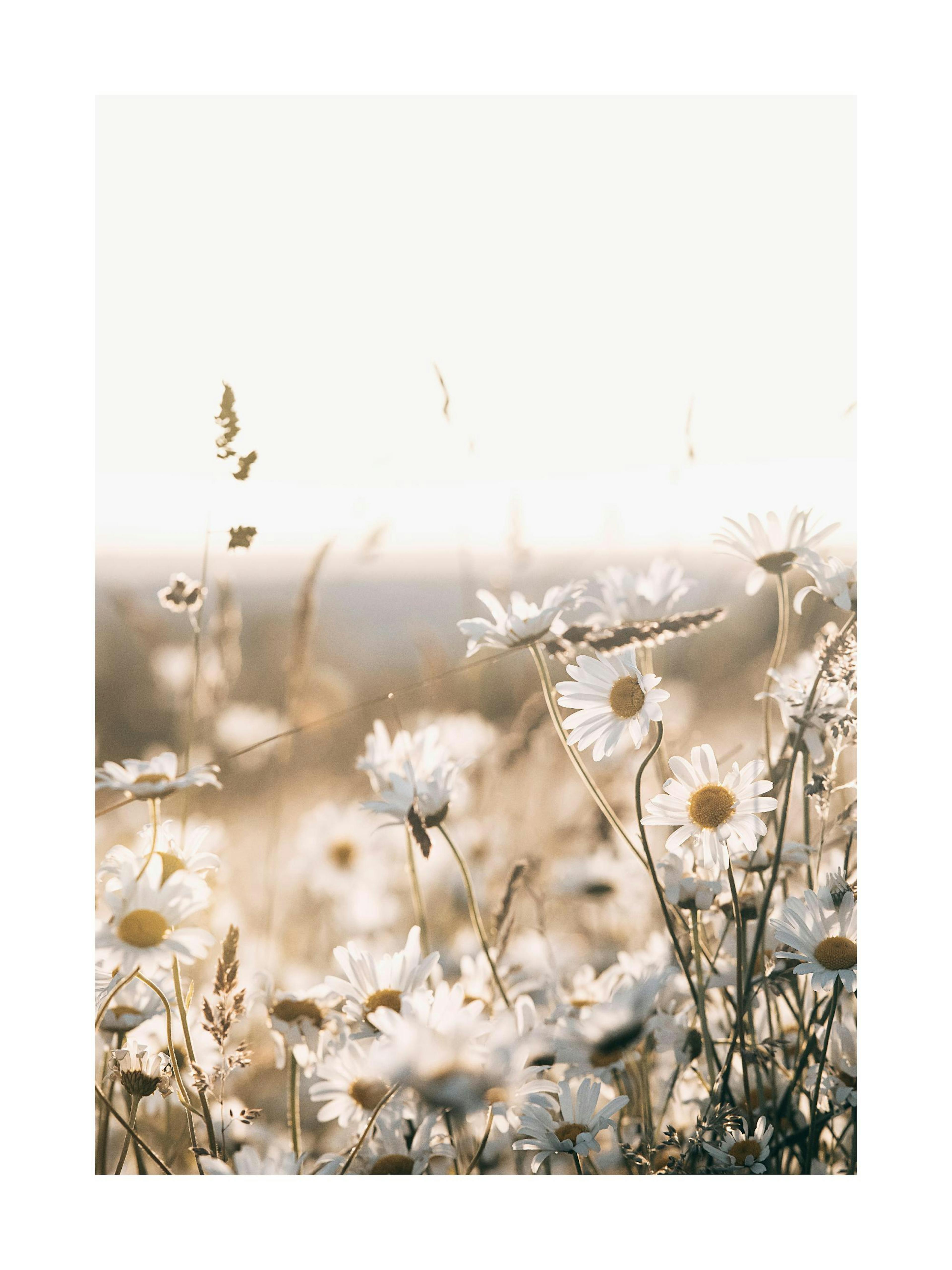 Field of Daisies Poster 0