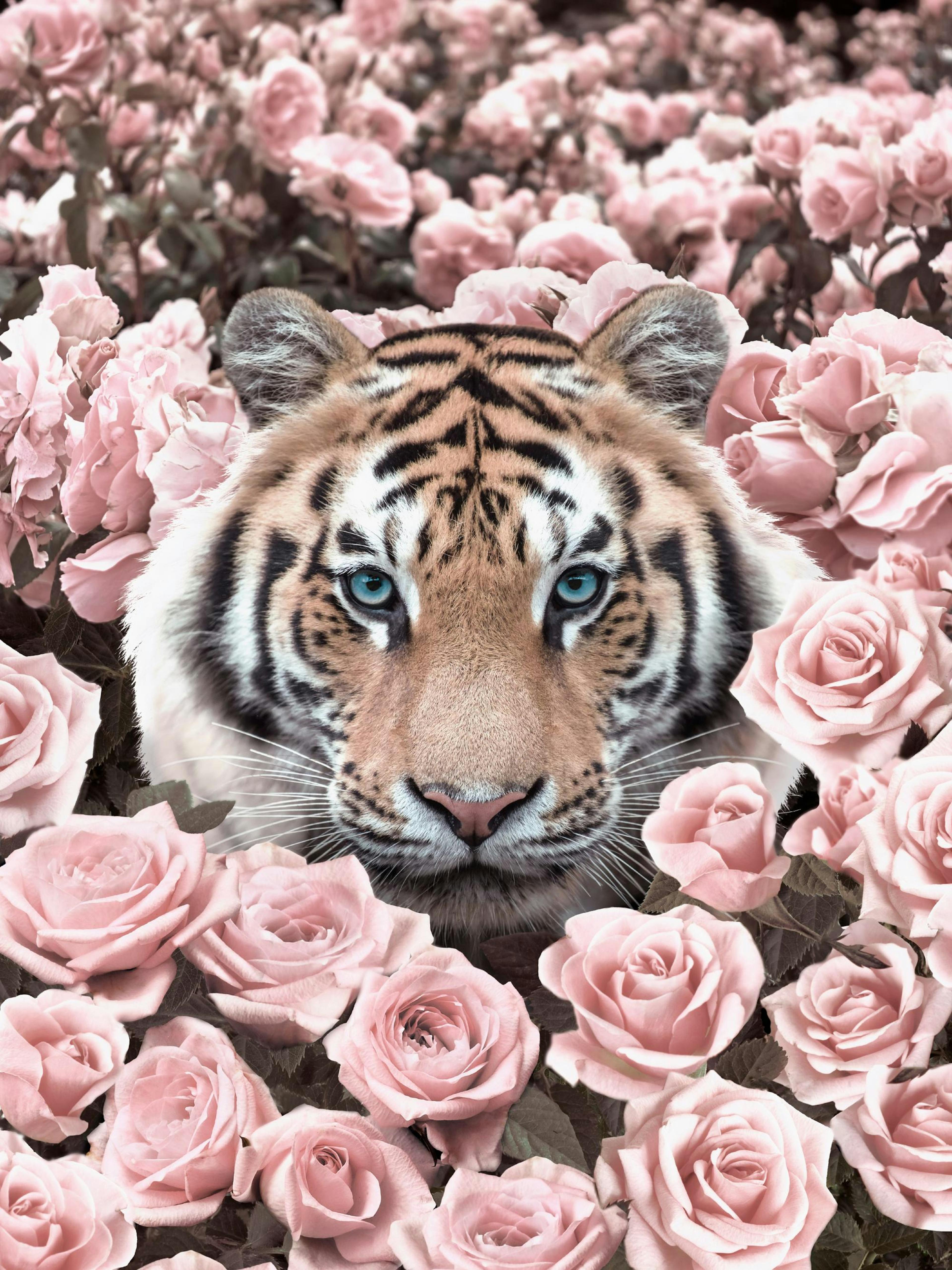 Pink Rose Tiger Poster thumbnail