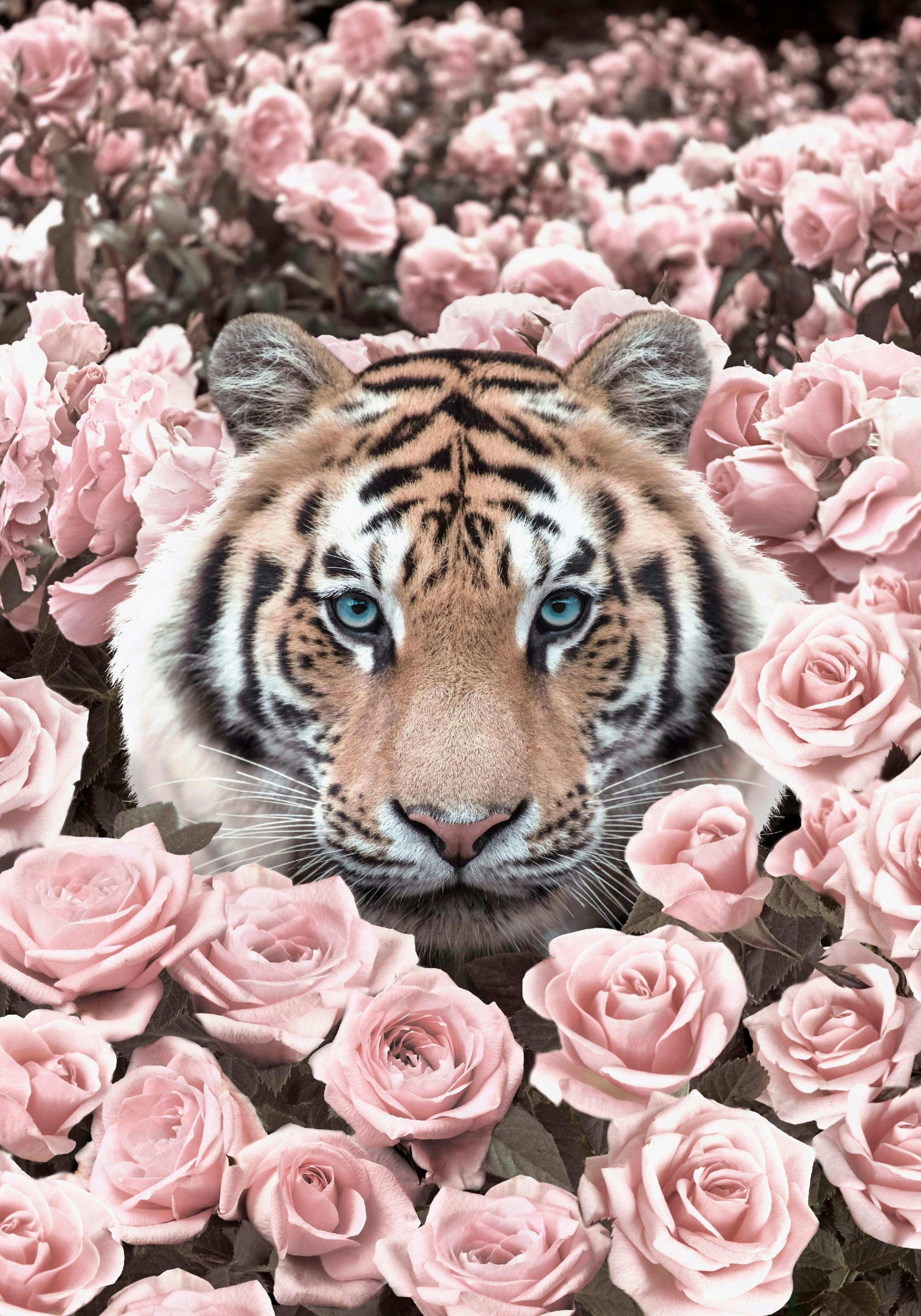 Rosa Rosen Tiger Poster thumbnail