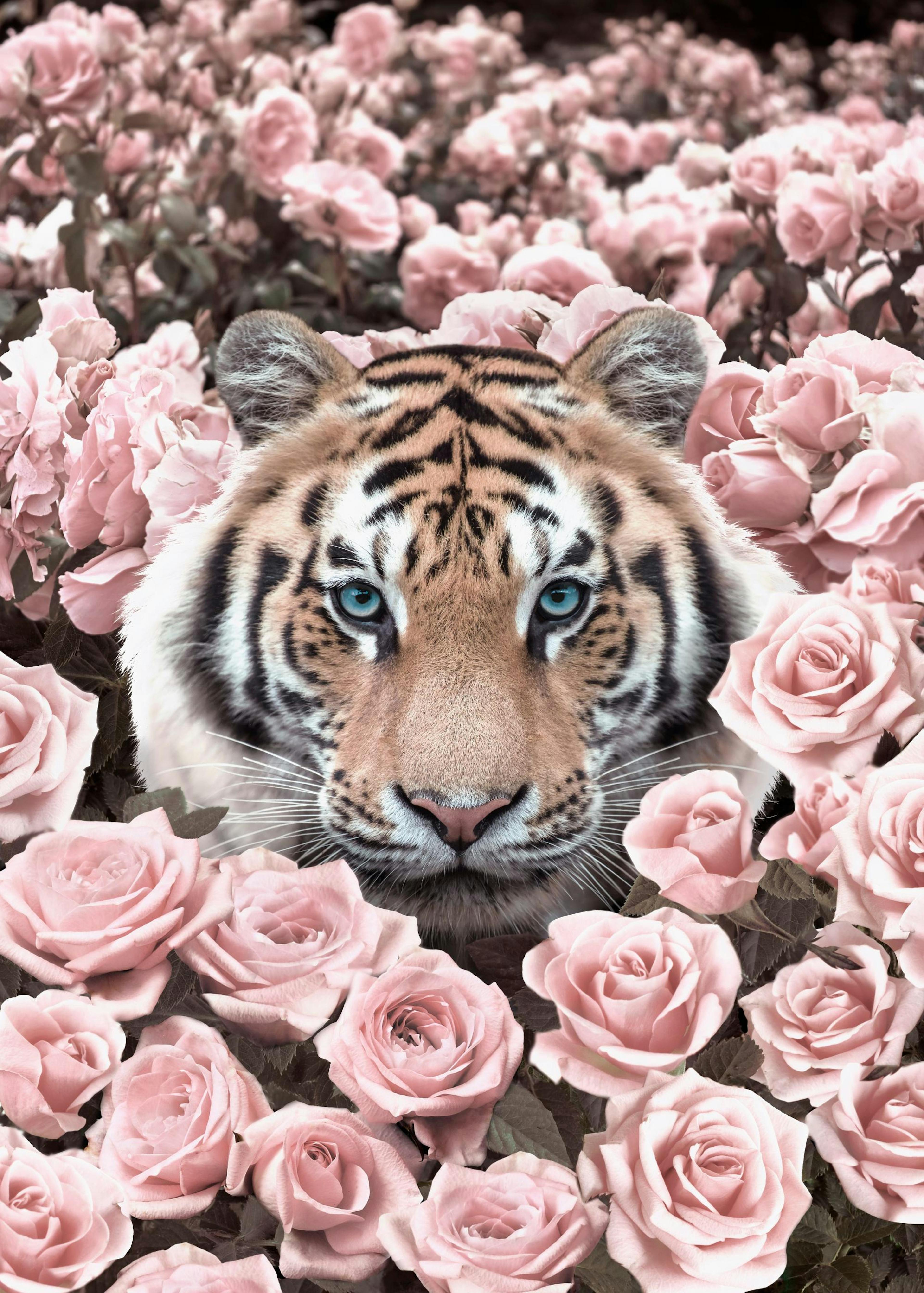 Rosa rosada Tigre Póster 0