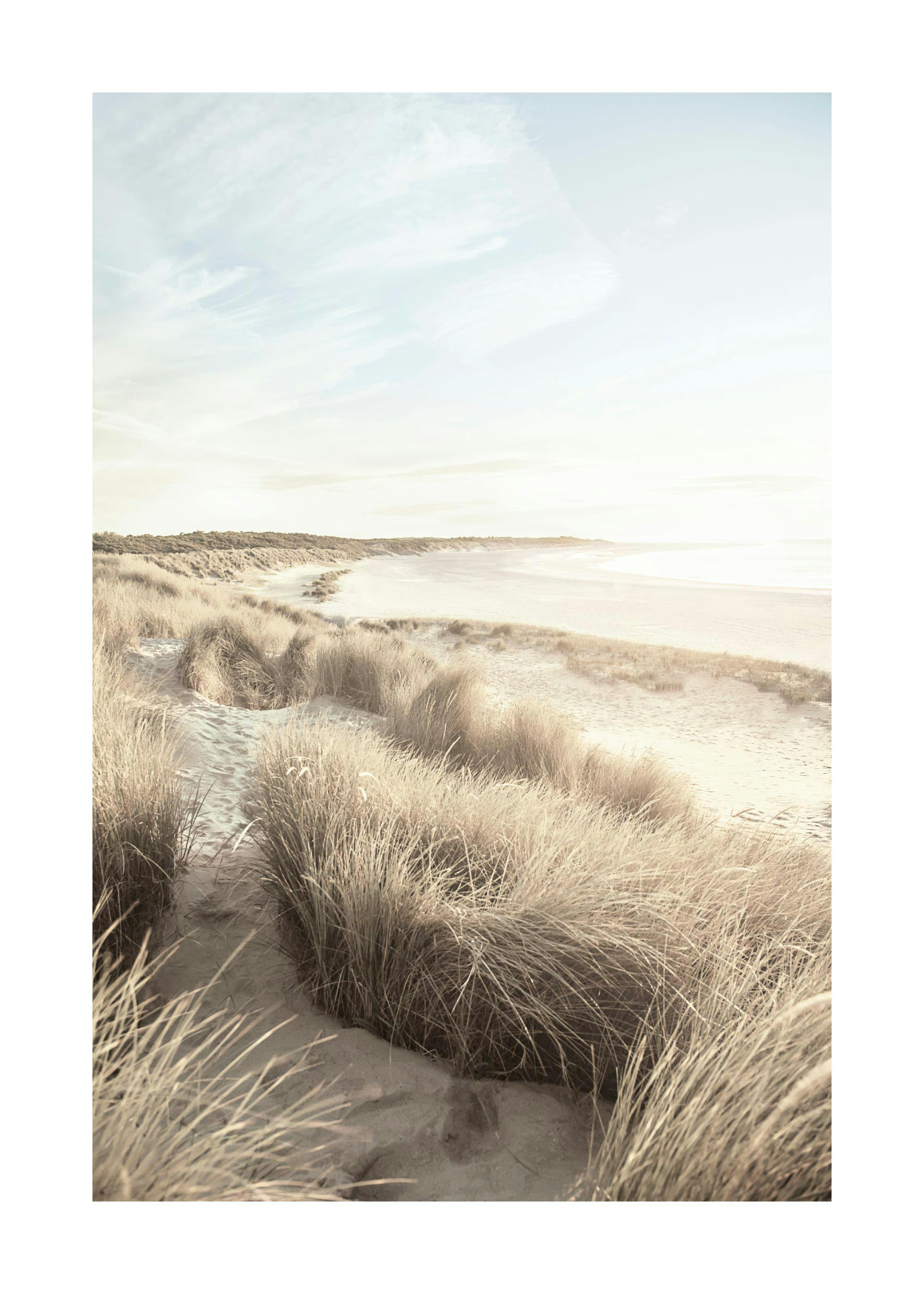 Beach Dune Grass Poster 0