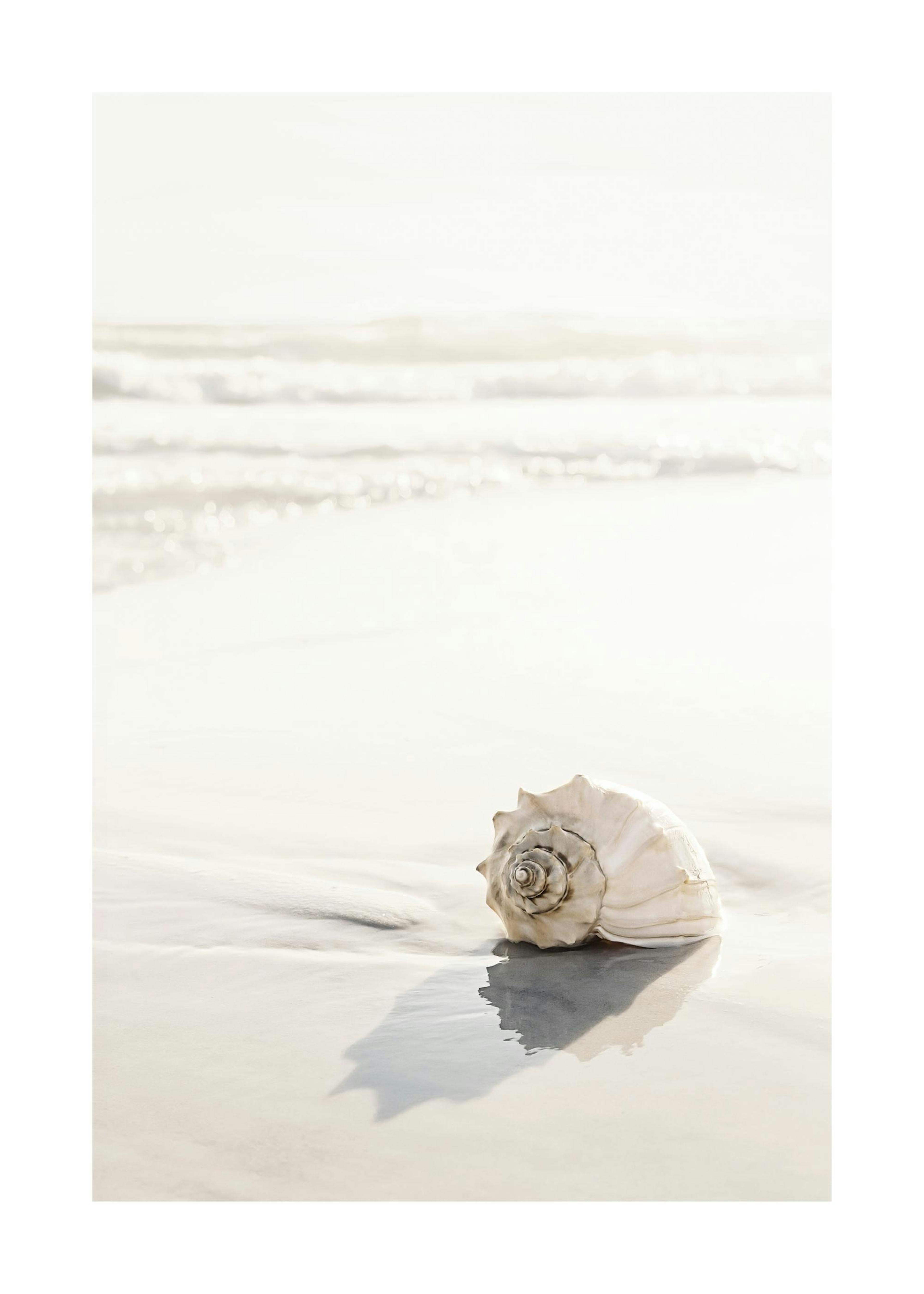 Beach Seashell Poster 0