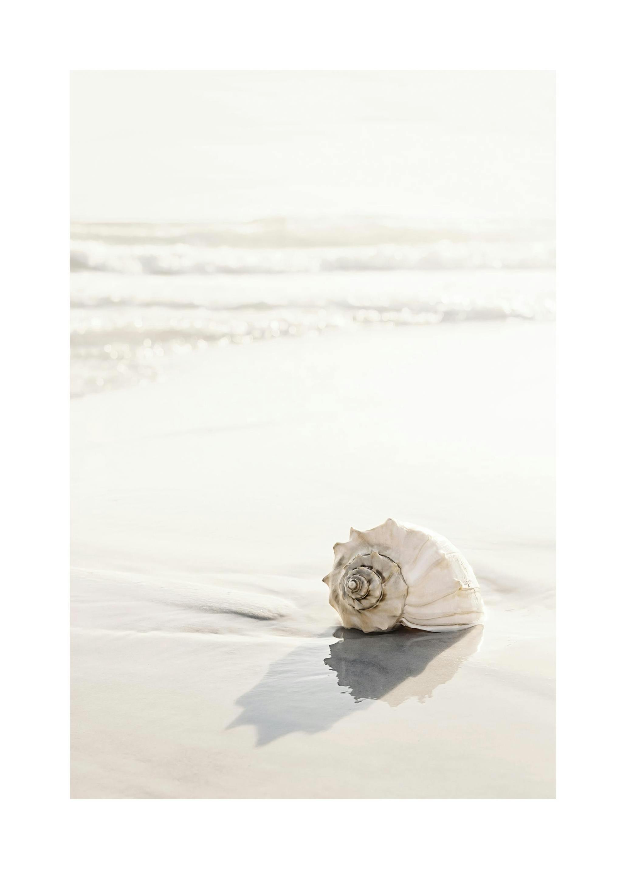 Strand Zeeschelp Poster (21x30 cm) - Poster Store