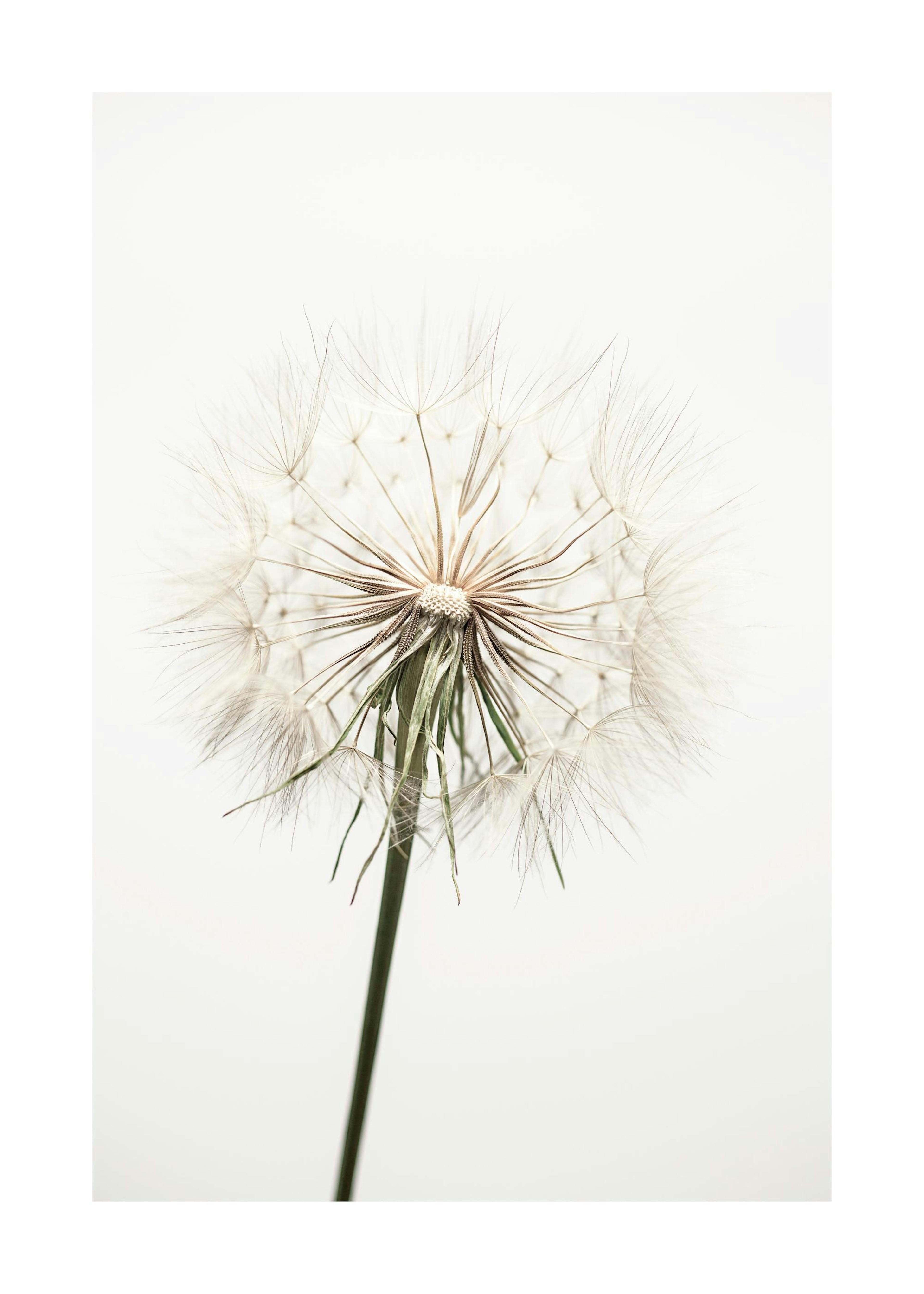 Dried Dandelion Poster 0