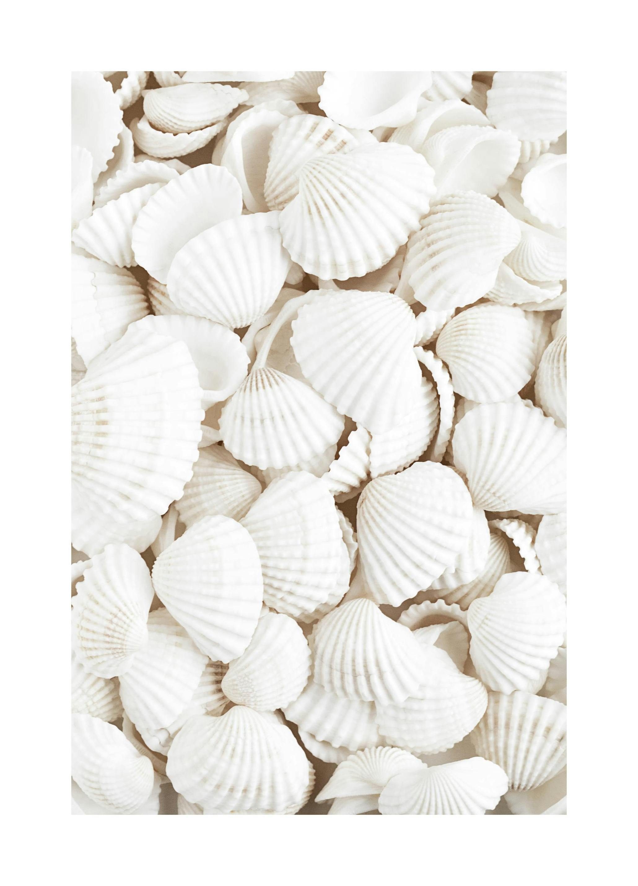 Plakat Białe Muszelki (30x40 cm) - Poster Store