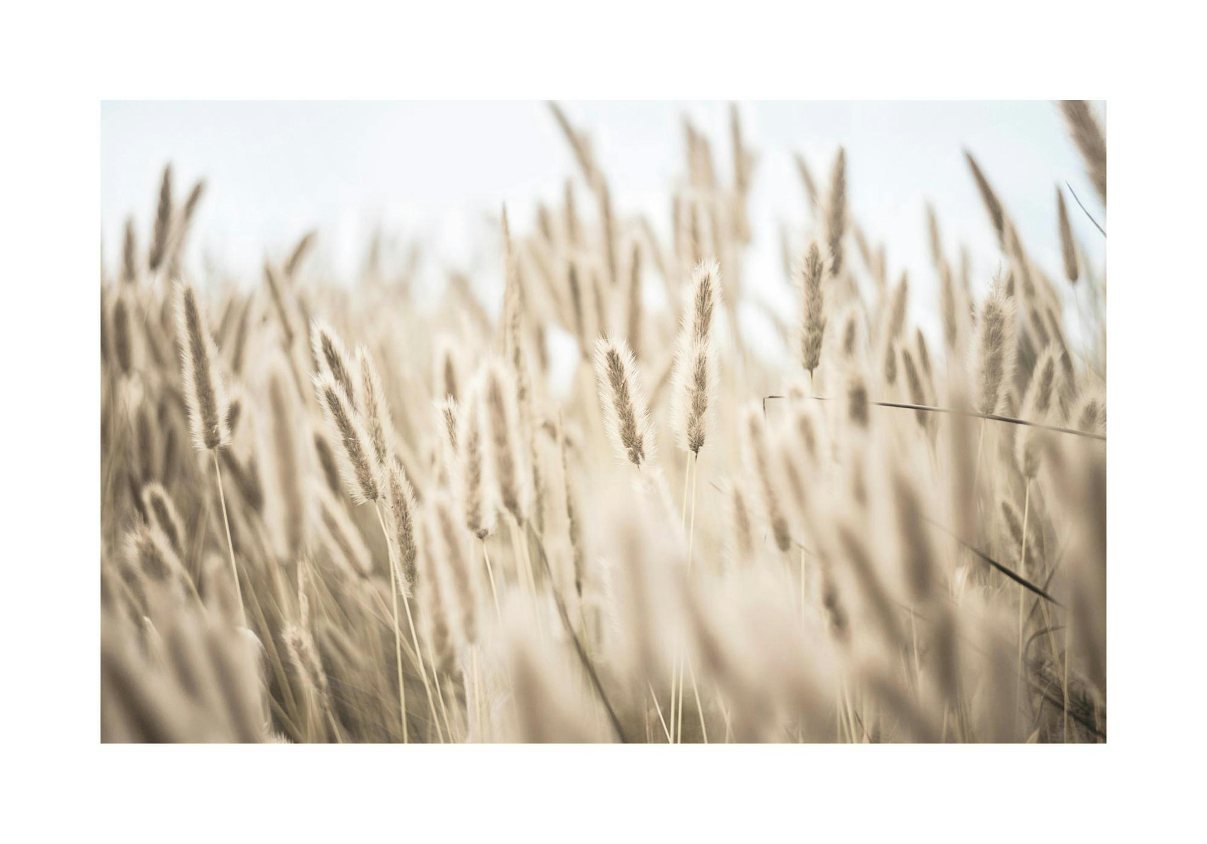 Gras am Ufer Poster thumbnail