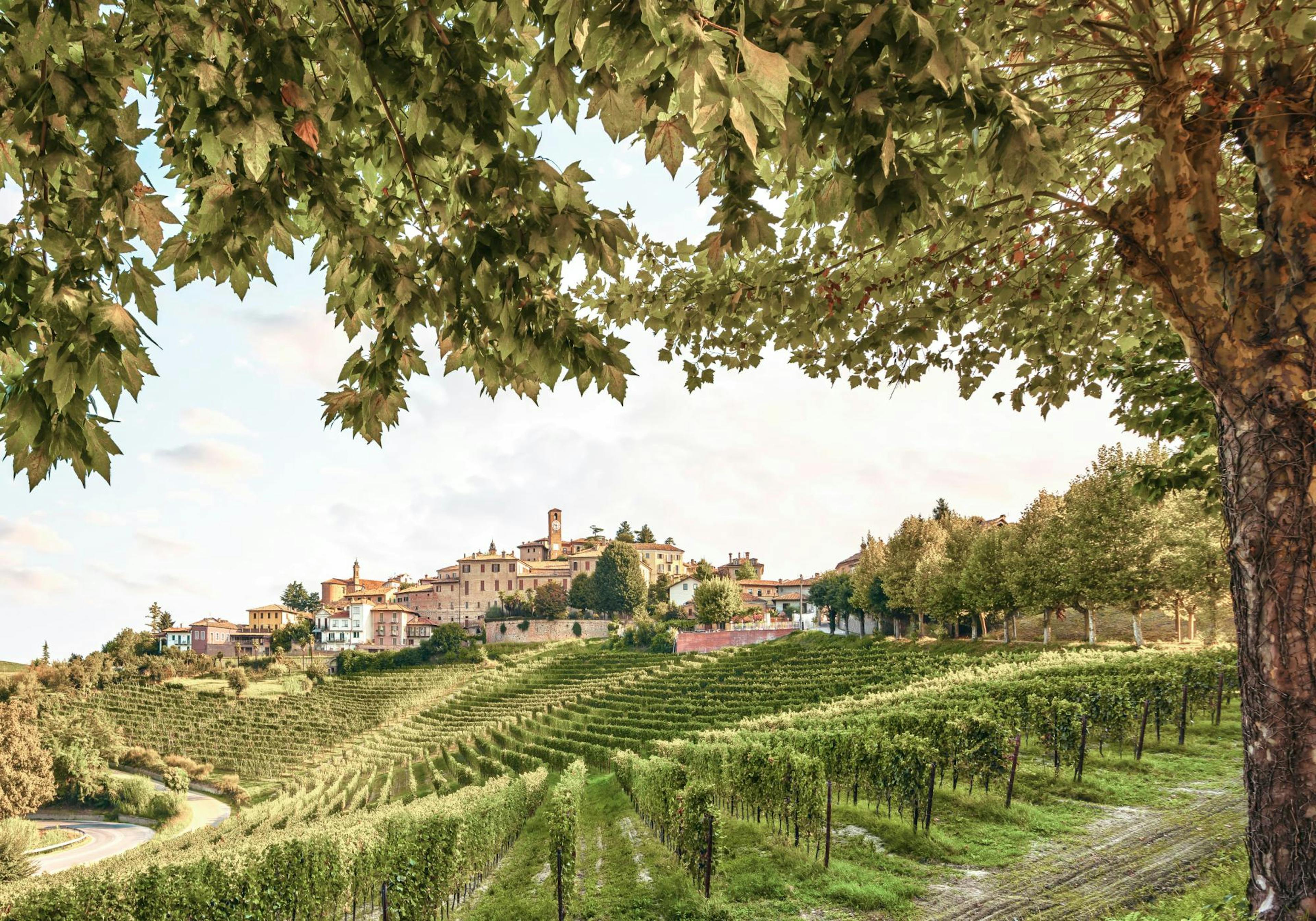 Vineyard Valley Poster thumbnail