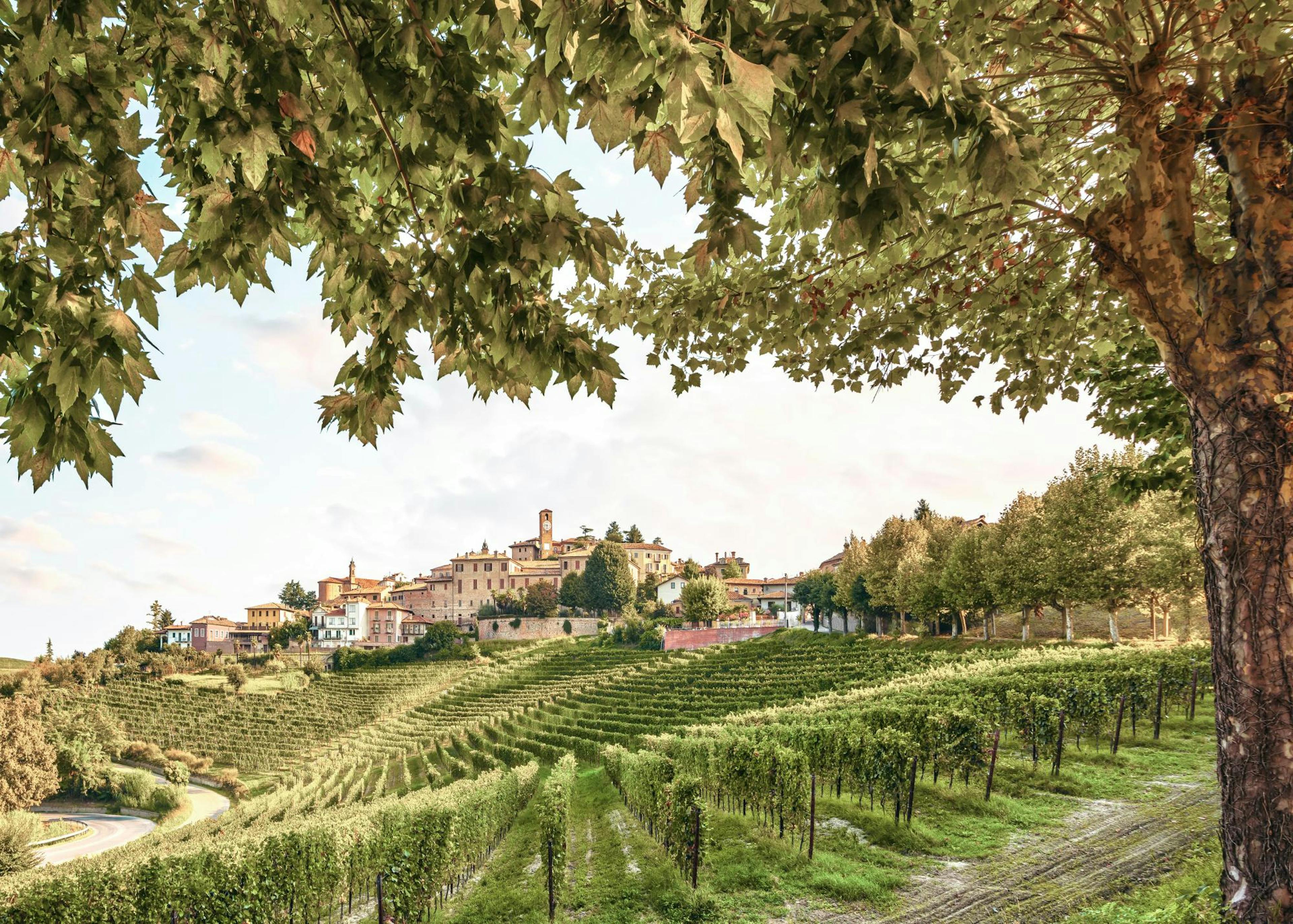 Vineyard Valley Poster 0