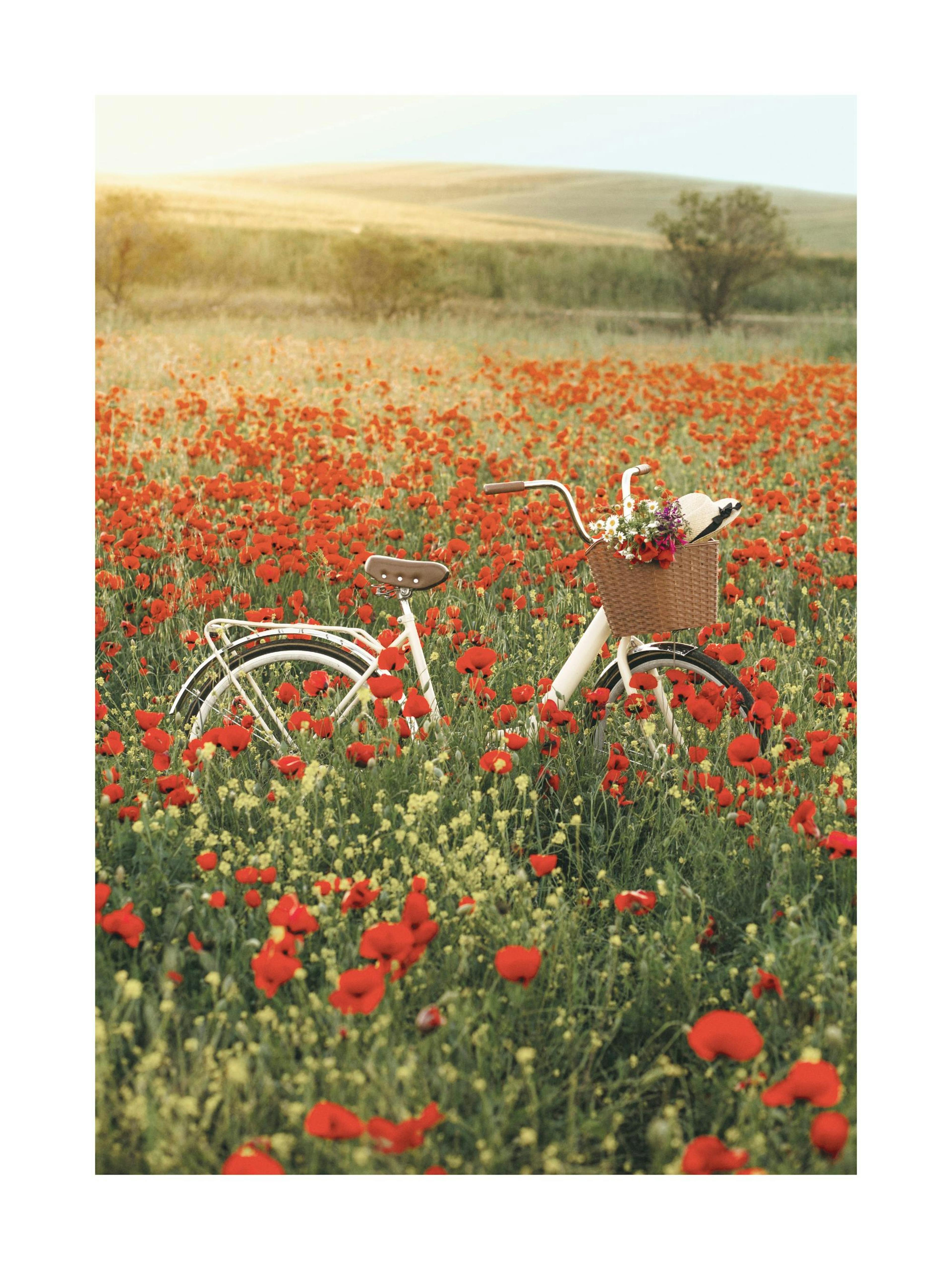 Fahrrad auf Feld Poster thumbnail