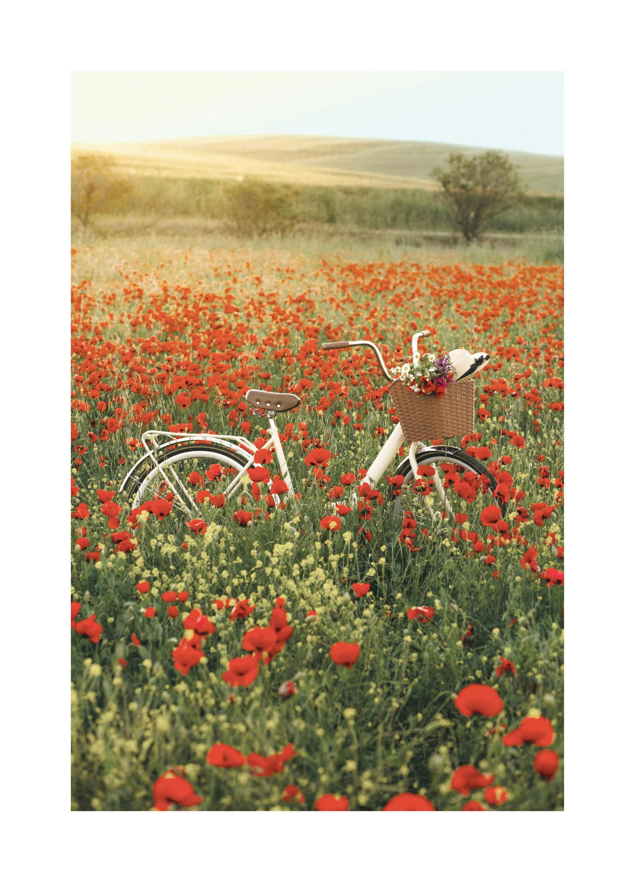 Rower na polu Plakat (50x70 cm) - Poster Store