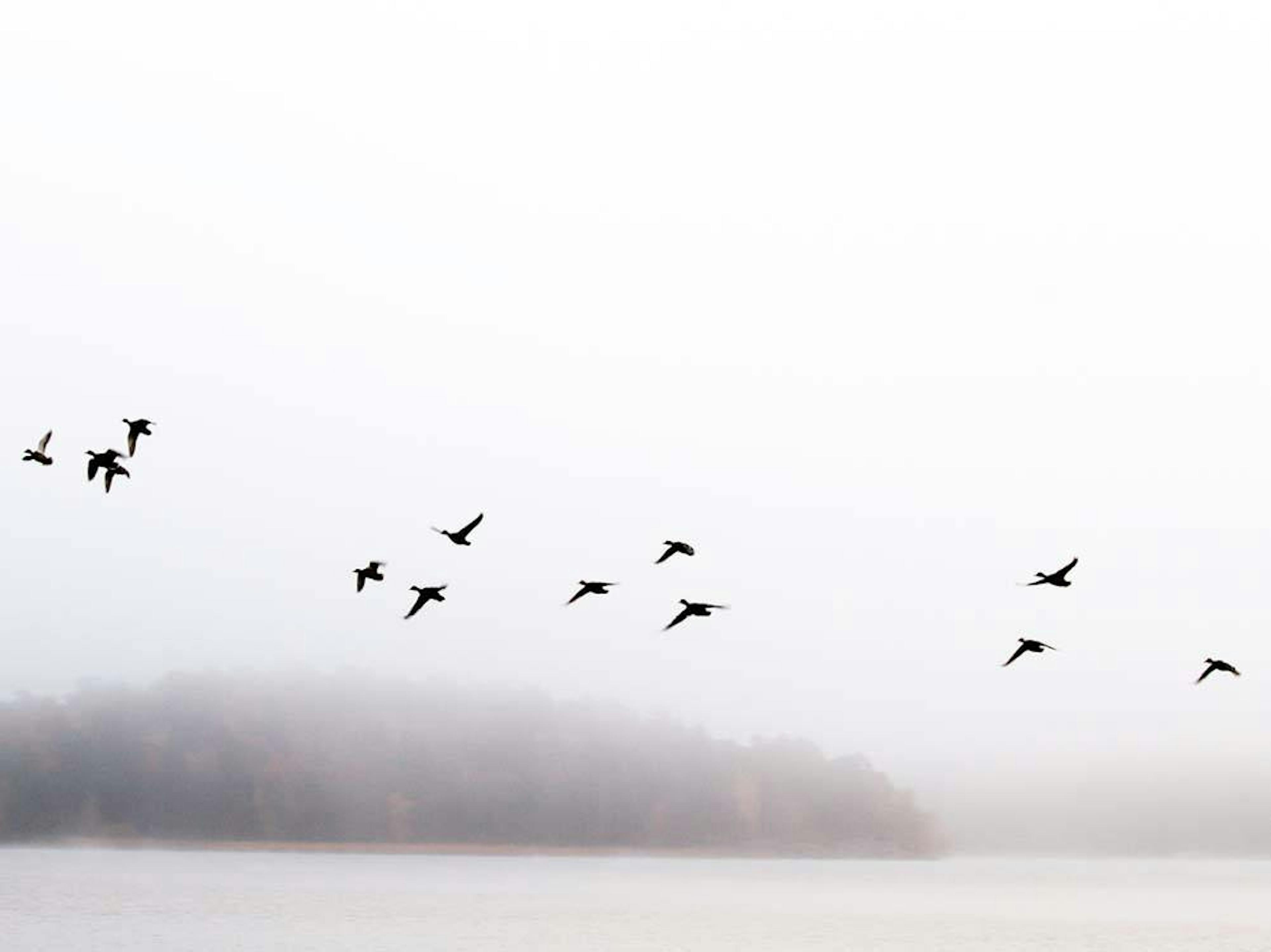 Birds Flying Poster thumbnail