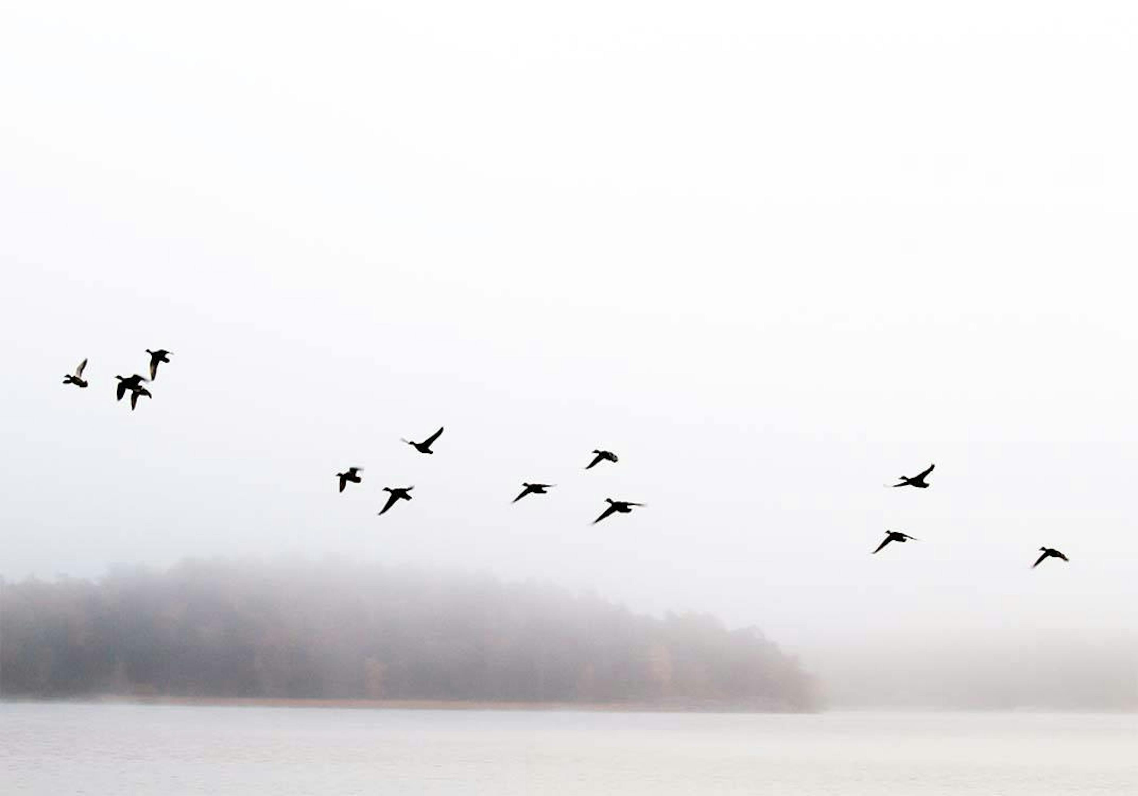 Birds Flying Affiche 0