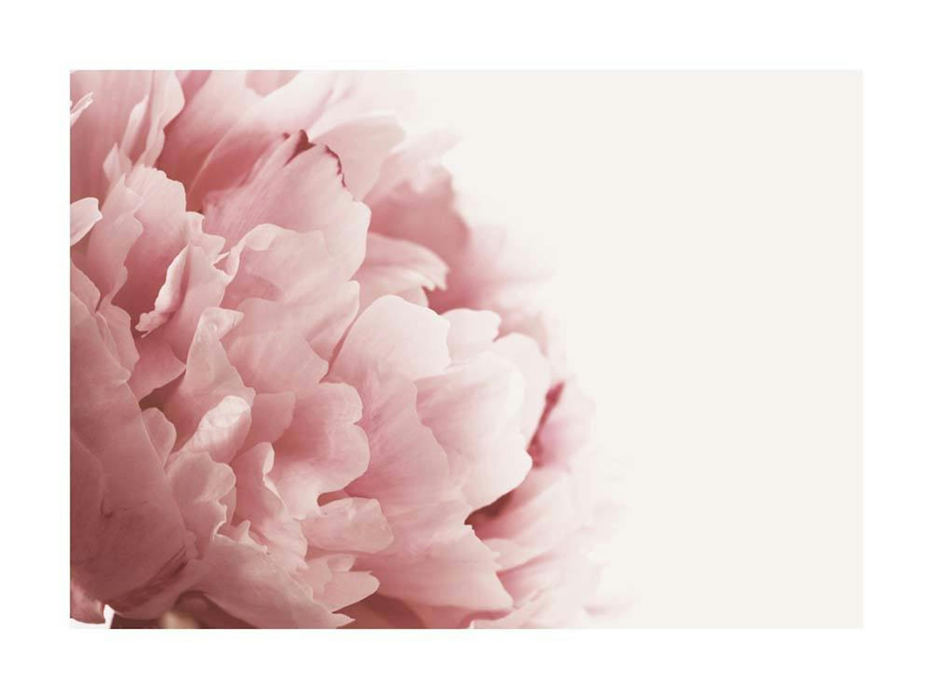Primo Piano Peonia Rosa Poster thumbnail