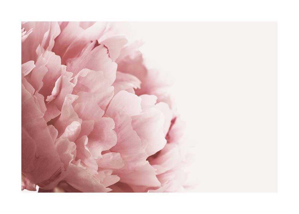 Gros Plan de Pivoine Rose Poster 0