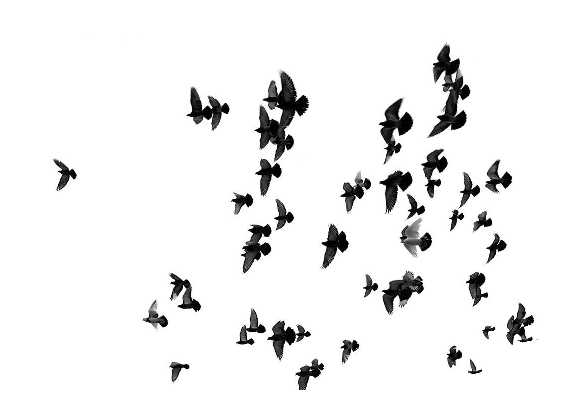 Flying Birds. Poster (30x40 cm) - Poster Store