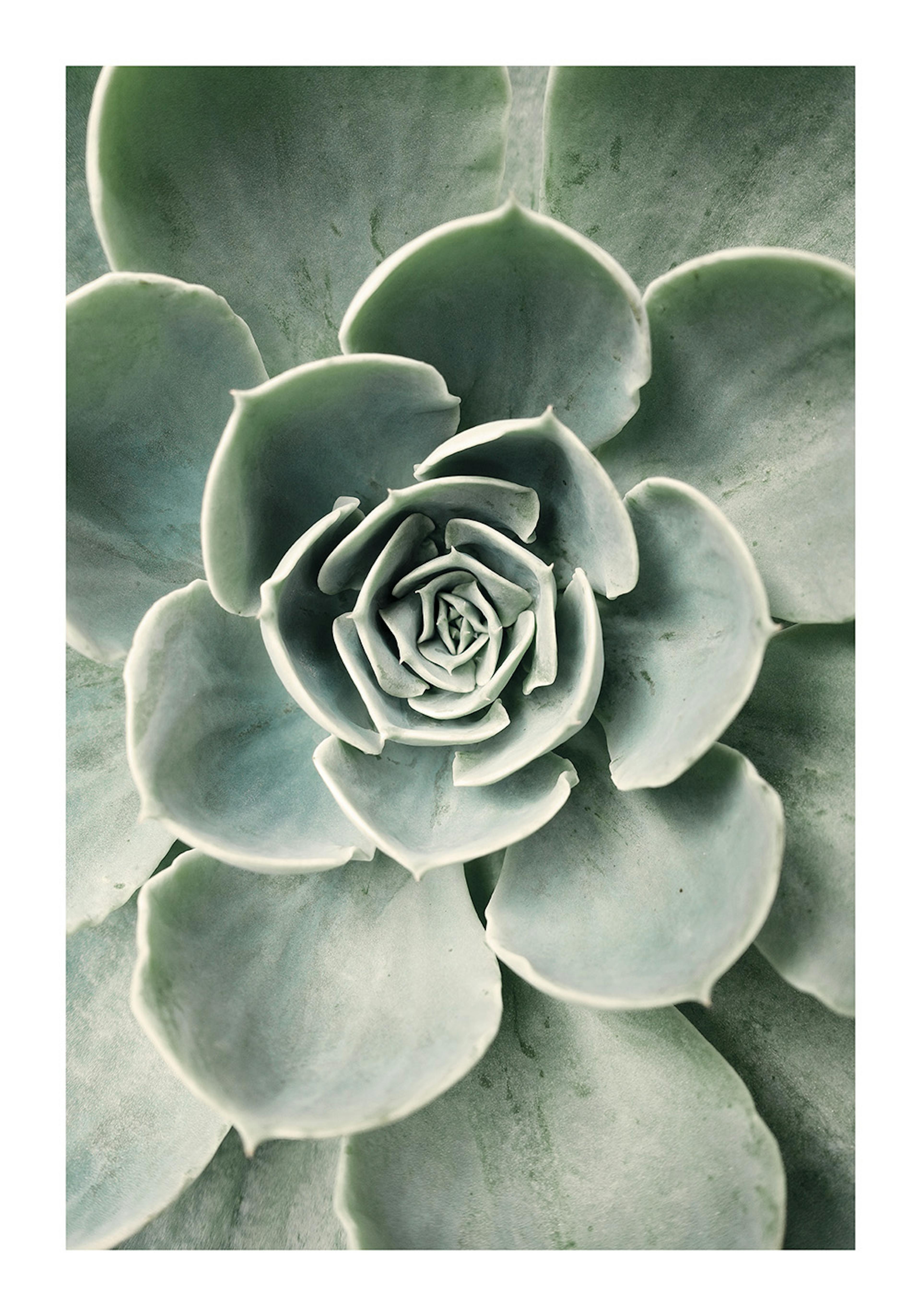 Flower Cactus Poster thumbnail
