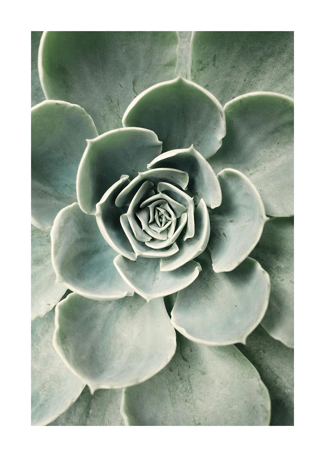Plakat Kwiat Kaktusa (30x40 cm) - Poster Store