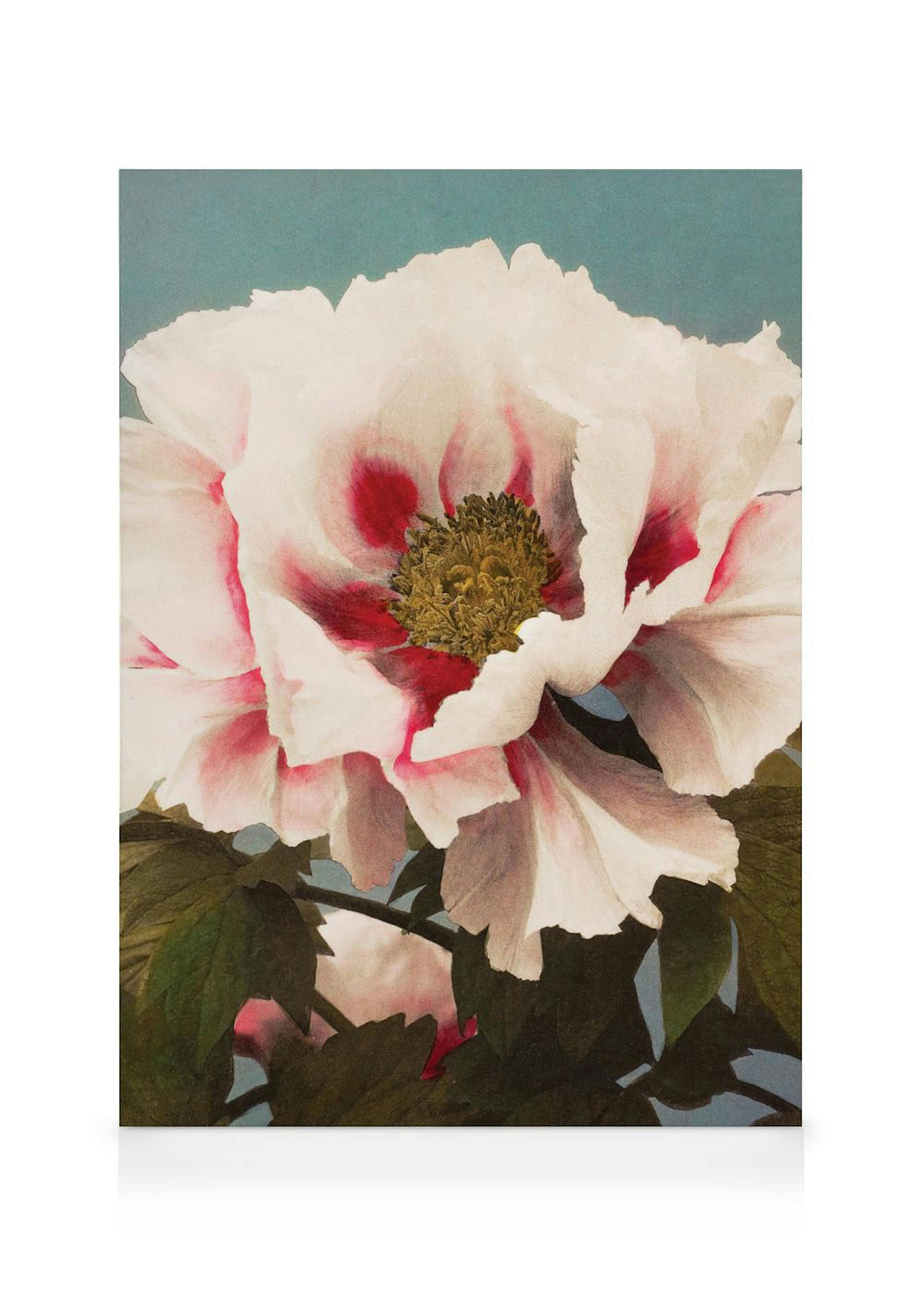 A canvas showcasing a white peony with deep red accents and a golden-brown center on a dusty blue background.