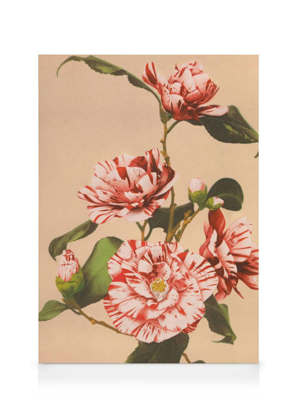 Canvas Prints - Ogawa Kazumasa - Striped Camellias Canvas print (30x40 cm) - Poster Store