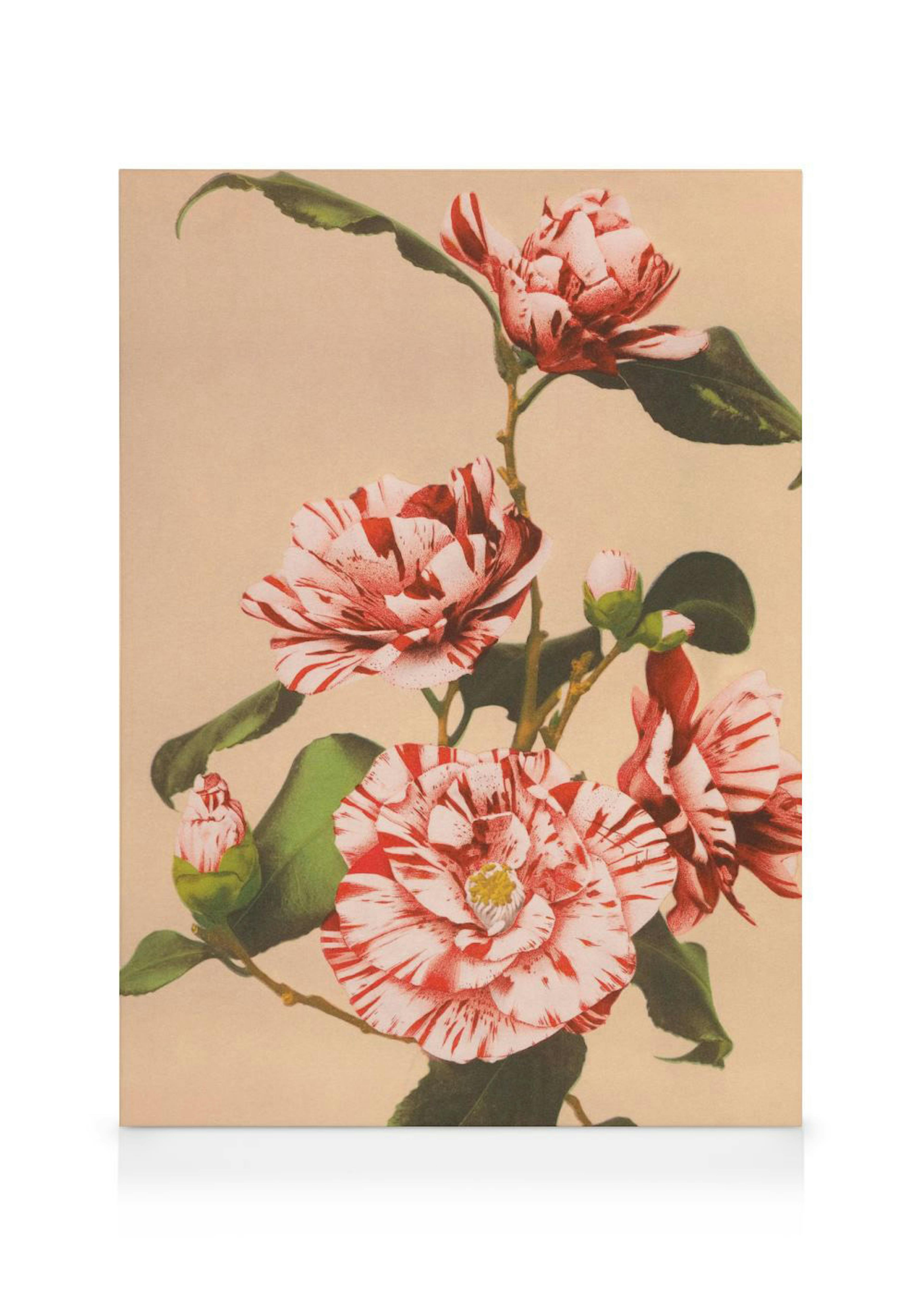 A stunning canvas featuring a cluster of red and white striped camellia flowers with green leaves on a warm beige background.