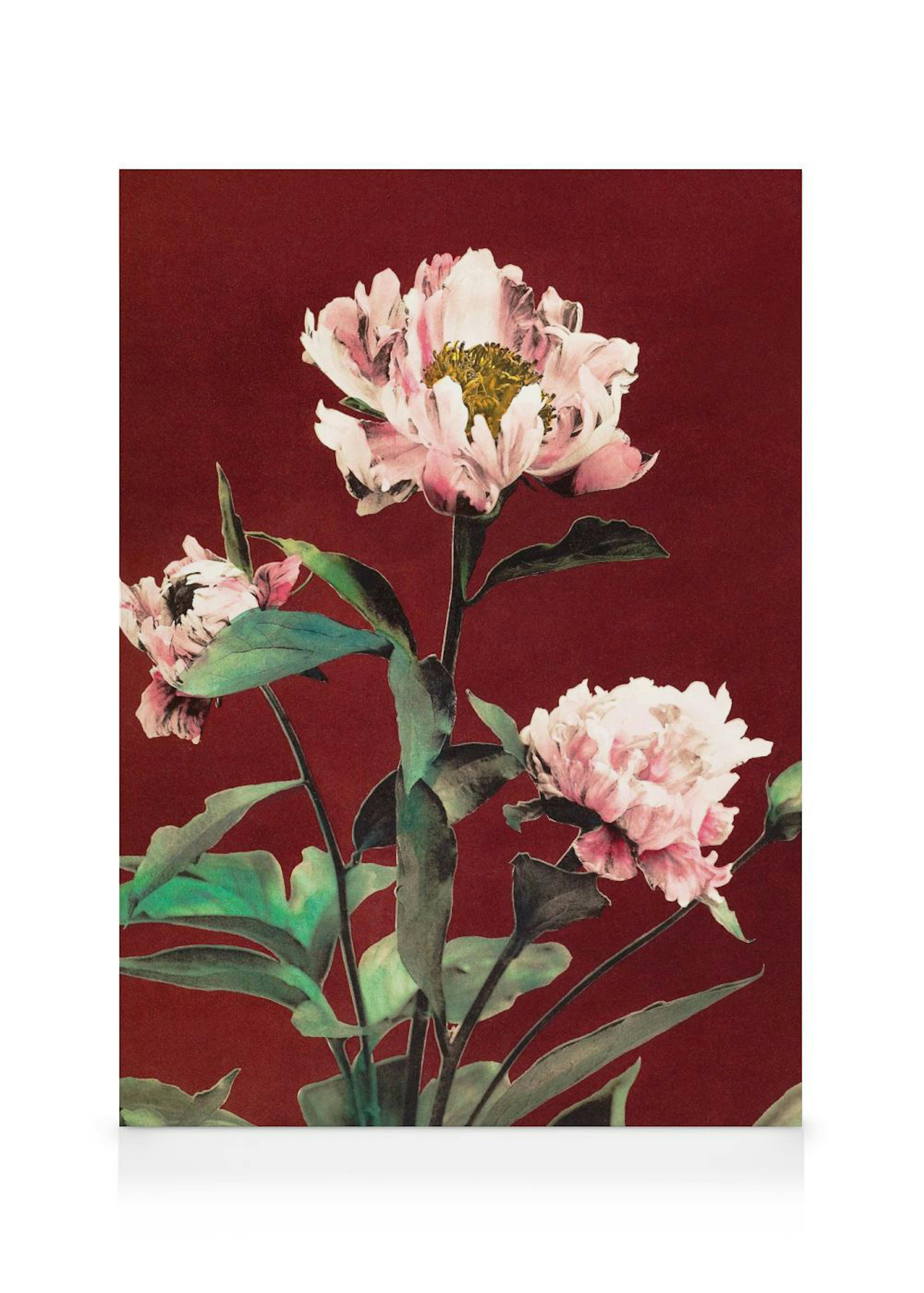A canvas featuring three detailed pink peonies with green leaves against a rich red background.