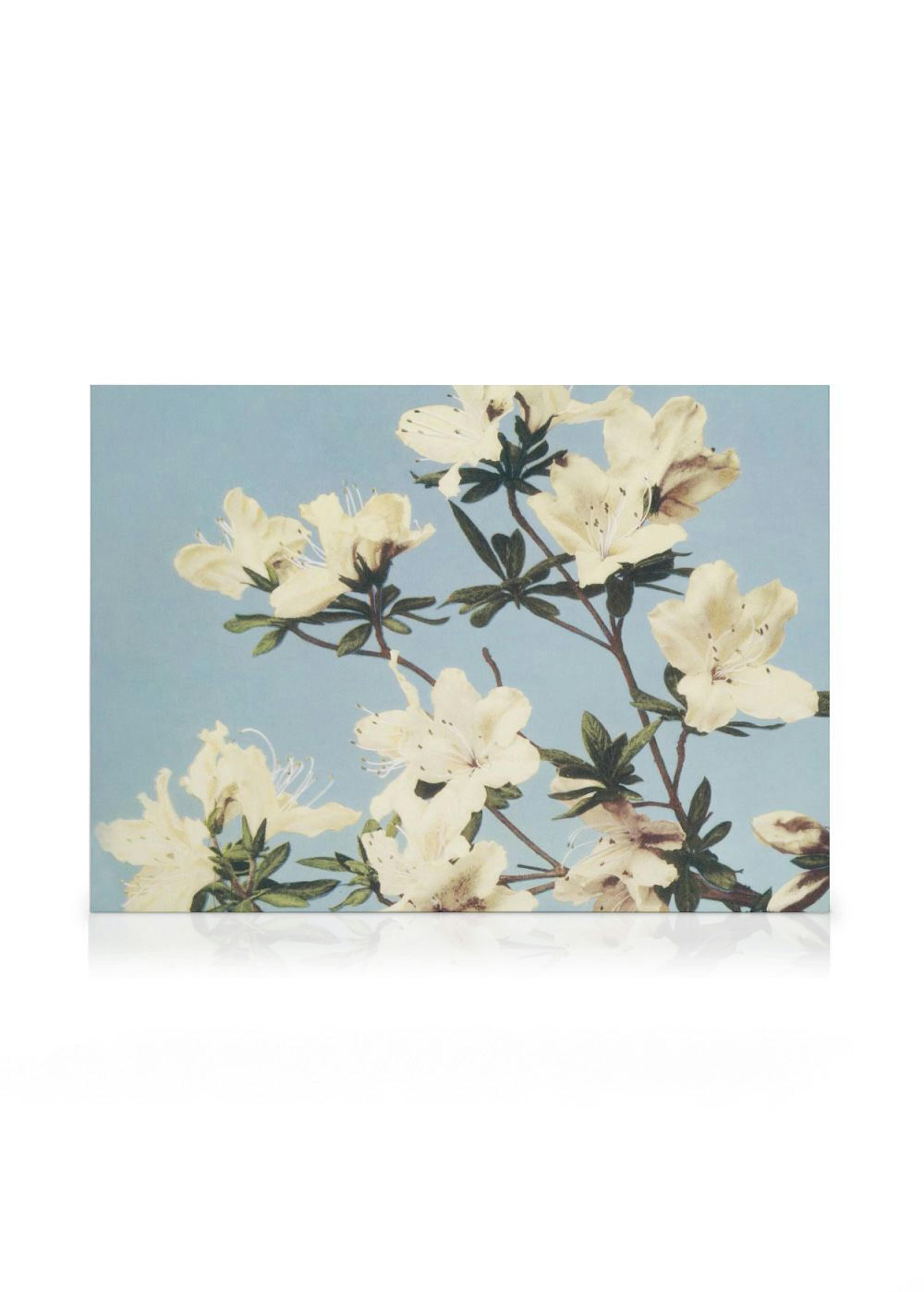 A canvas displaying white azalea flowers with green leaves against a soft blue background.