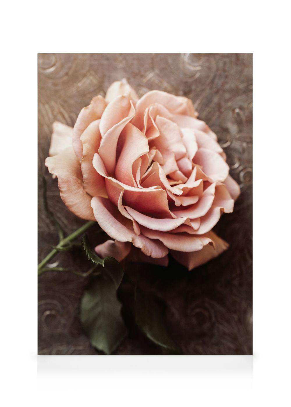 A canvas displaying a close-up of a delicate pink rose with a green stem against a dark, textured background.