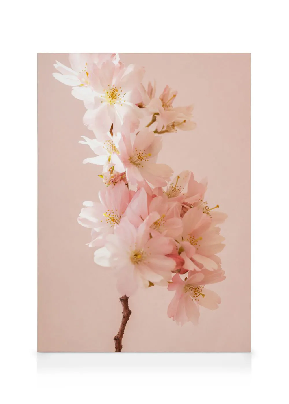 A canvas featuring a cluster of delicate light pink cherry blossom flowers with yellow stamens on a muted pink background.